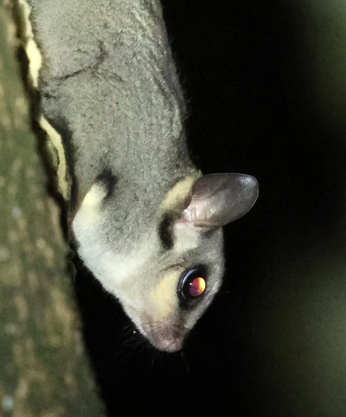 Sugar Glider (Petaurus breviceps) Chambers Lodge Atherton Tablelands - Queensland 