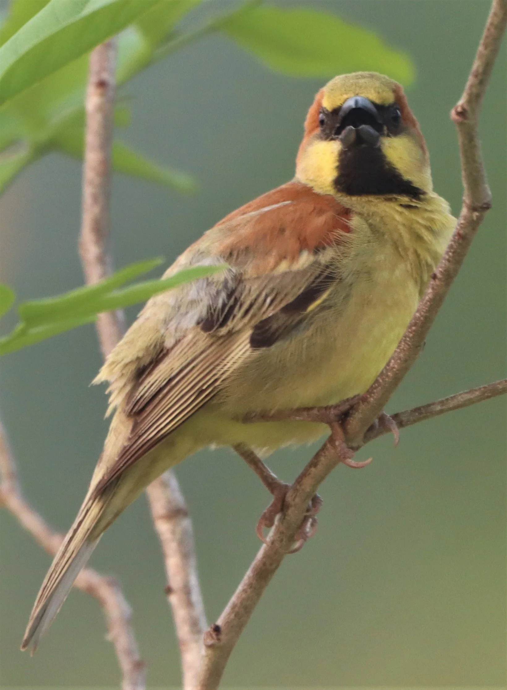 Plain-backed Sparrow (Passer flaveolus) Kabin Buri Wetlands Thailand (13).jpg