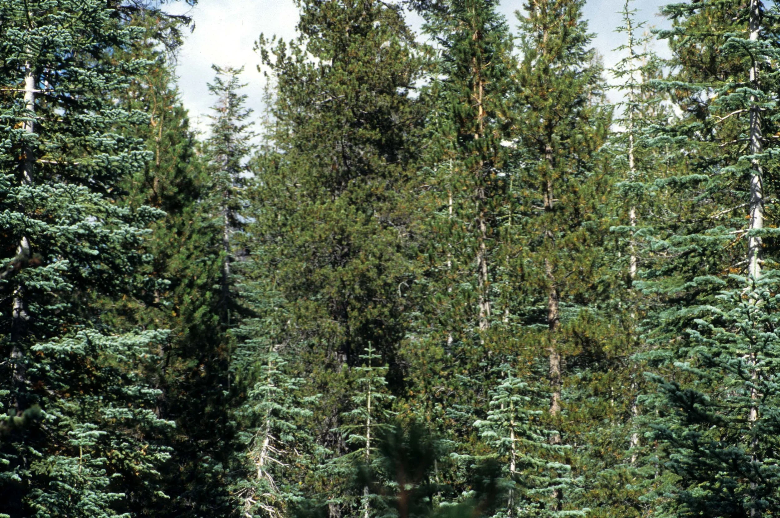 CALIFORNIA - SIERRA - CONIFEROUS FOREST (3).jpg