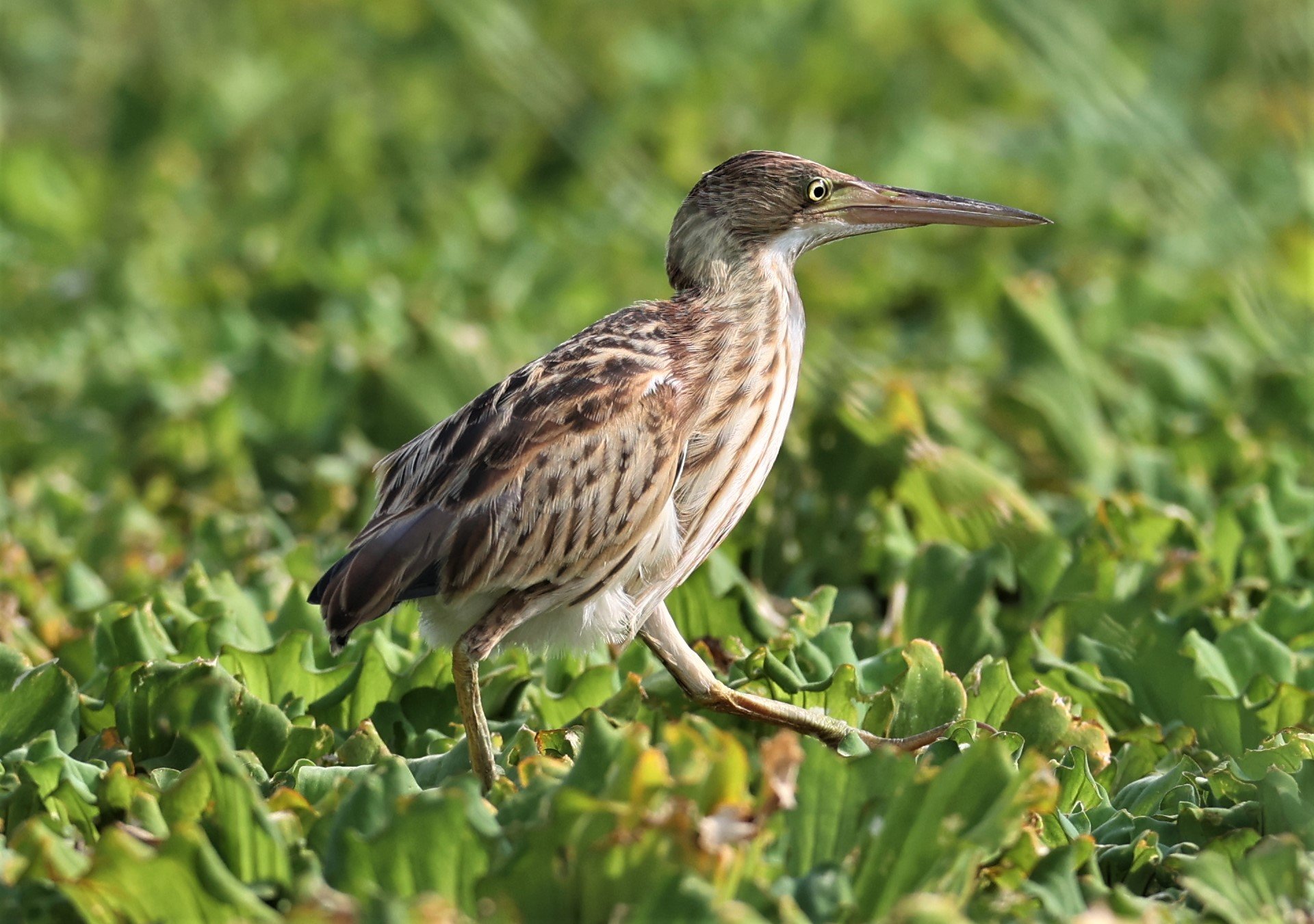 BITTERN - YELLOW BITTERN - Ixobrychus sinensis - LAT KRABANG THAP YAO RICEFIELDS 01 OCT 2021 (5).jpg