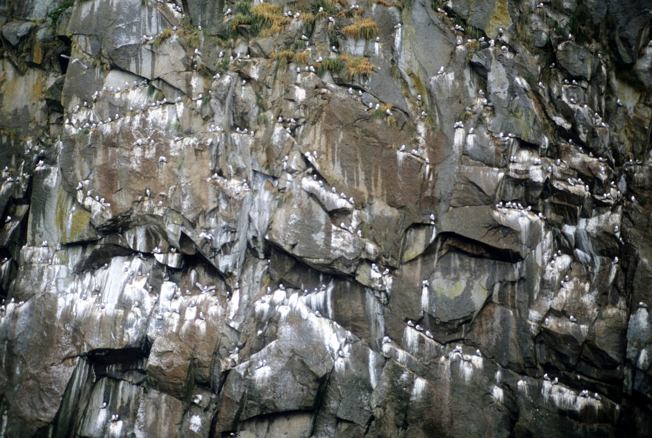 BIRD - KITTIWAKE - BLACKLEGGED - PRINCE WILLIAM SOUND.jpg