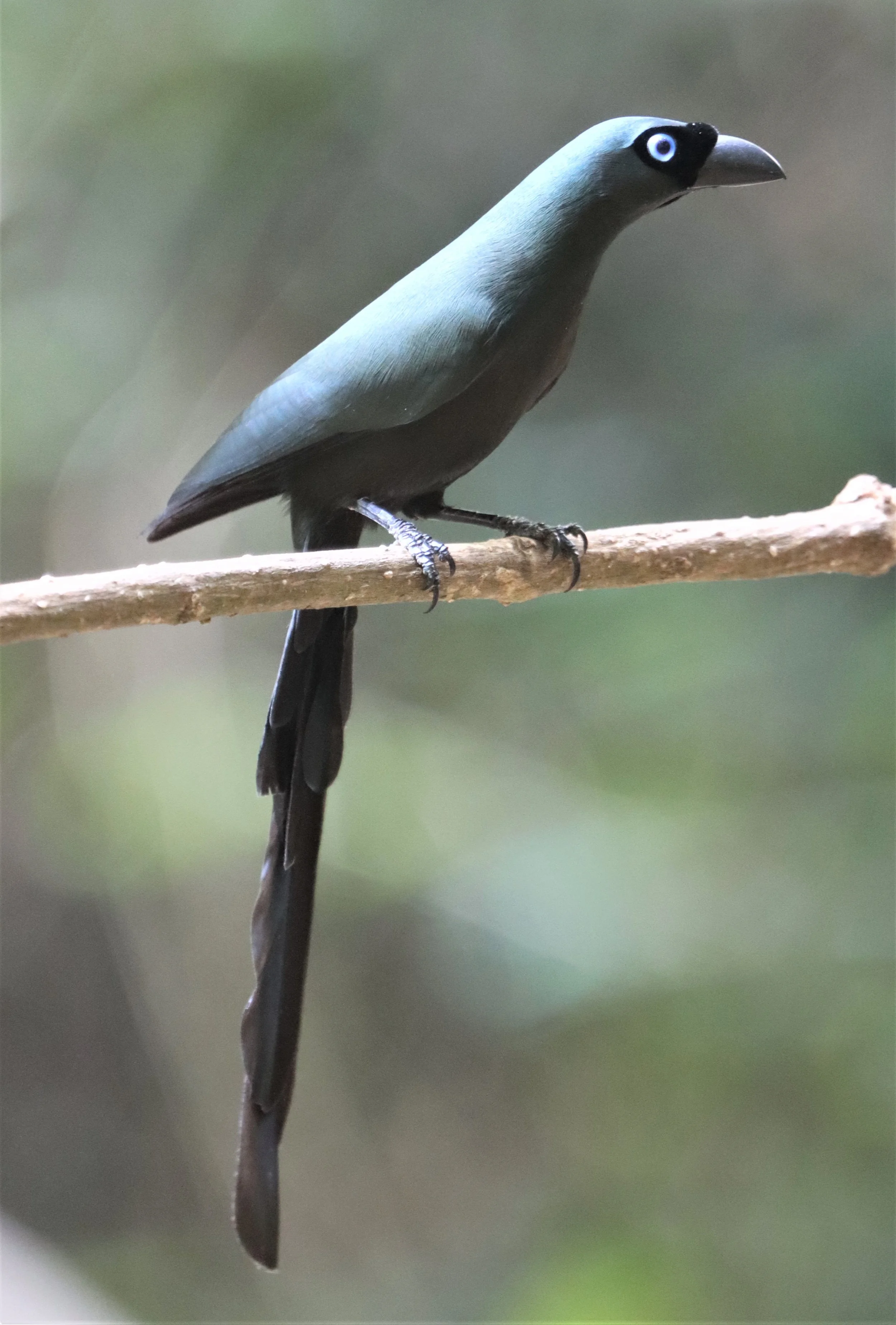 Racket-tailed Treepie (Crypsirina temia)
