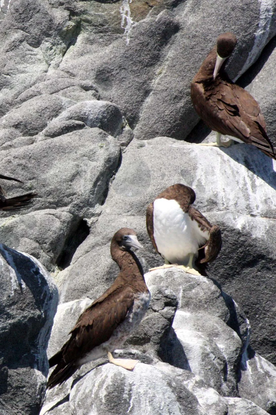 Brown Booby (Sula leucogaster) Santa Catalina Island Baja Mexico (5).JPG