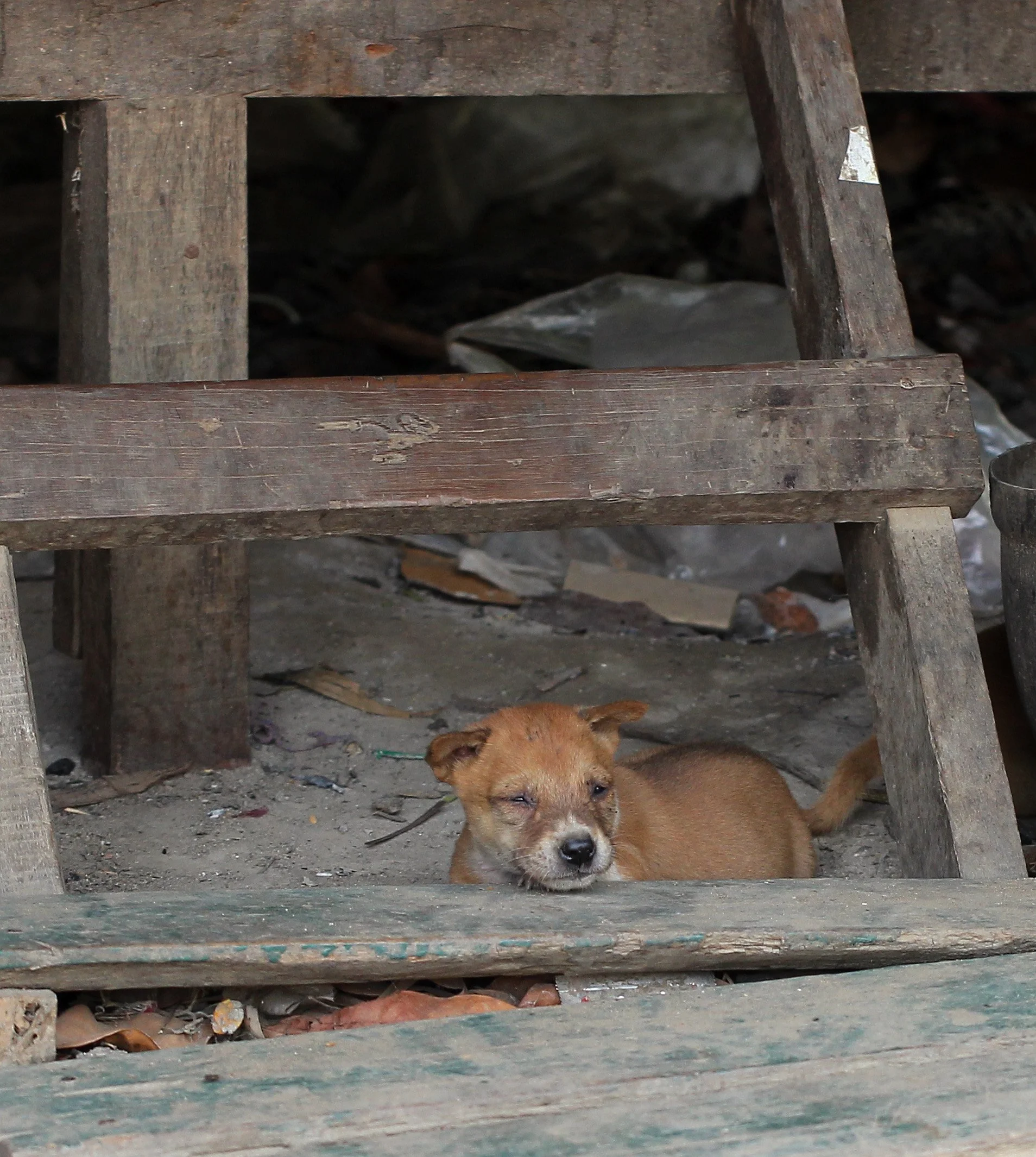 2015 Huai Mai Dee Huai Kha Khaeng Wildlife Refute (25).JPG