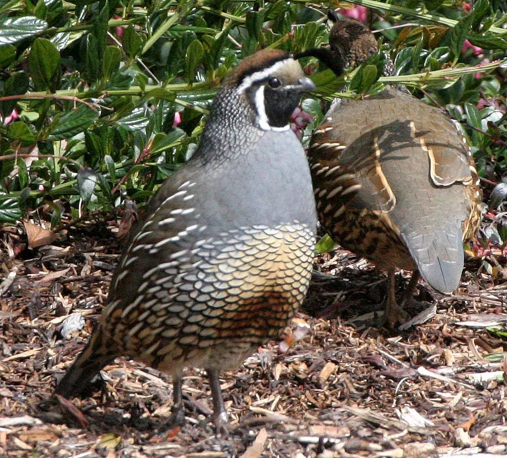 BIRD - QUAIL - CALIFORNIA QUAIL - MORSE CREEK WA (8).JPG