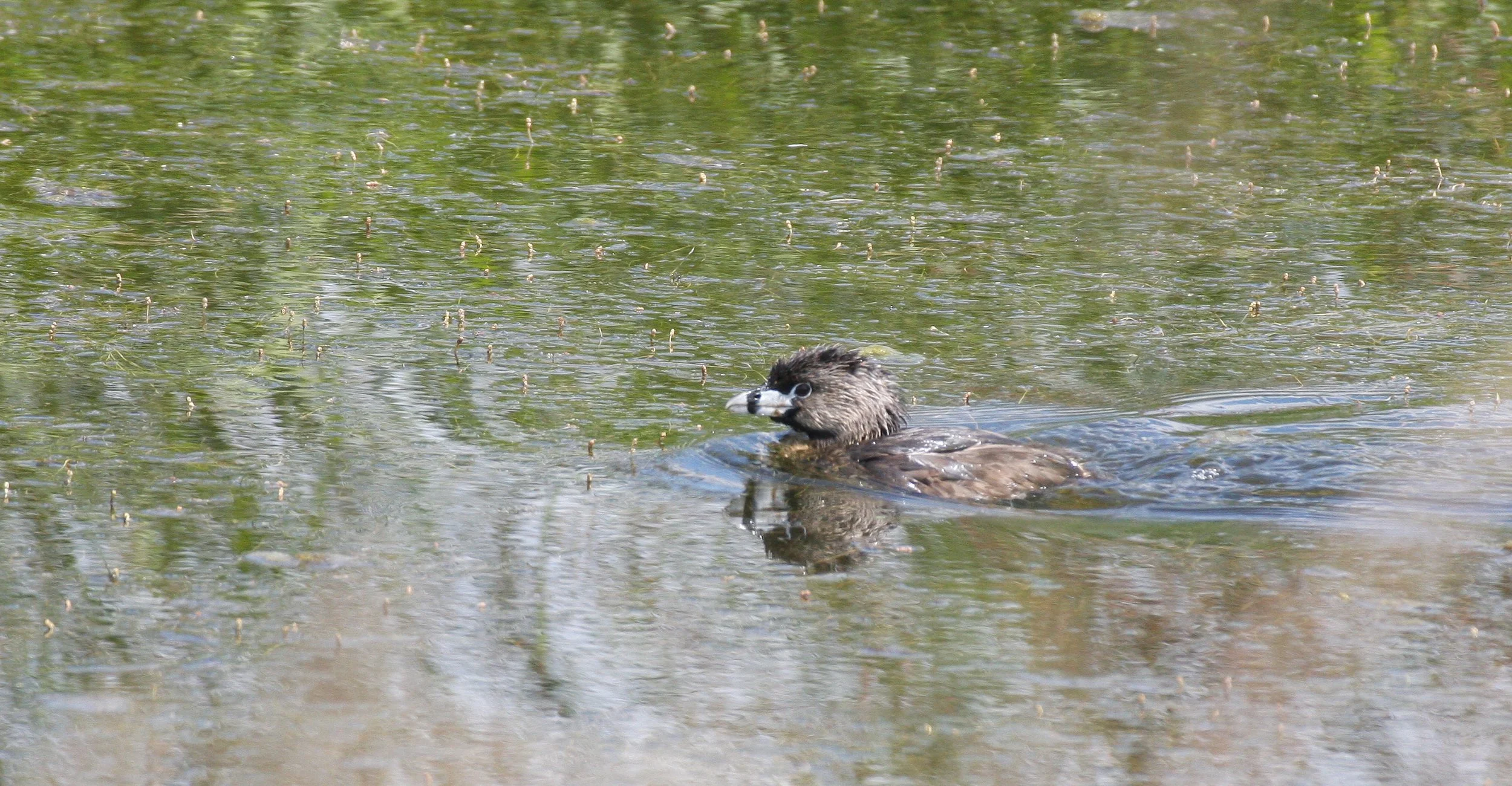 Pied-billed Grebe (Podilymbus podiceps) Ridgefield NWR Washington (16).JPG