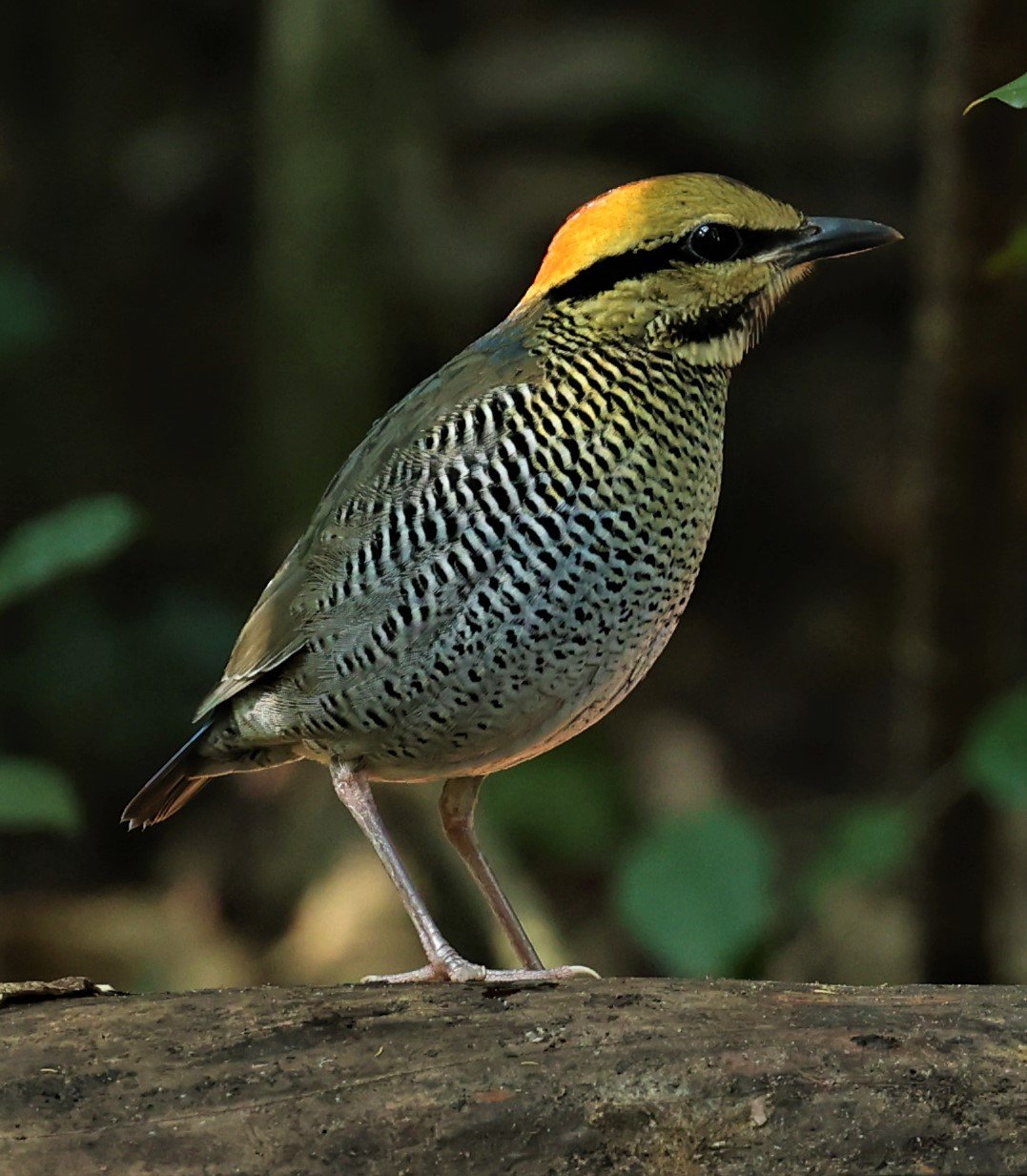 Blue Pitta (Hydrornis cyaneus)