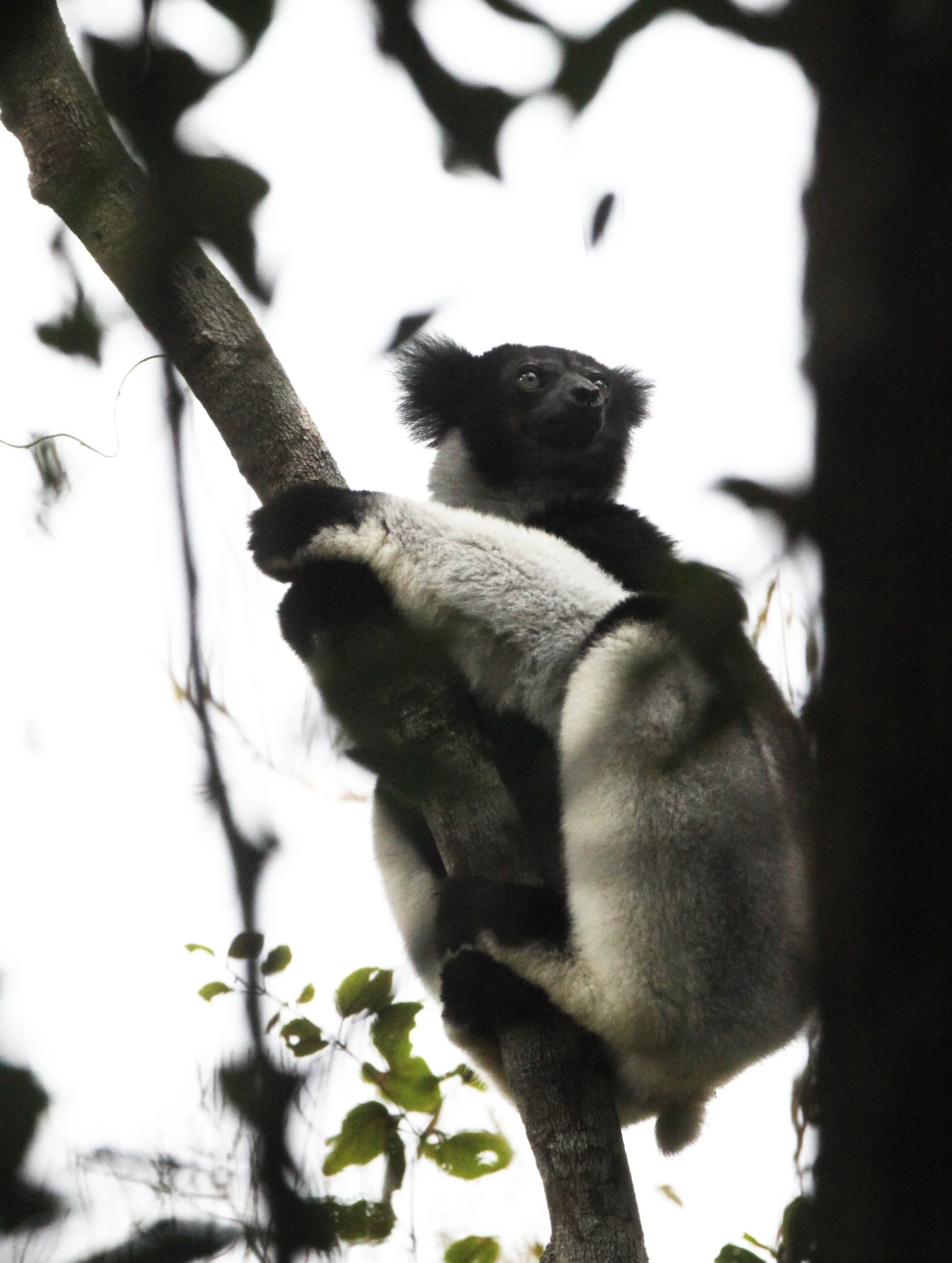 INDRIIDAE - Indri indri - MANTADIA NATIONAL PARK MADGASCAR (127).JPG