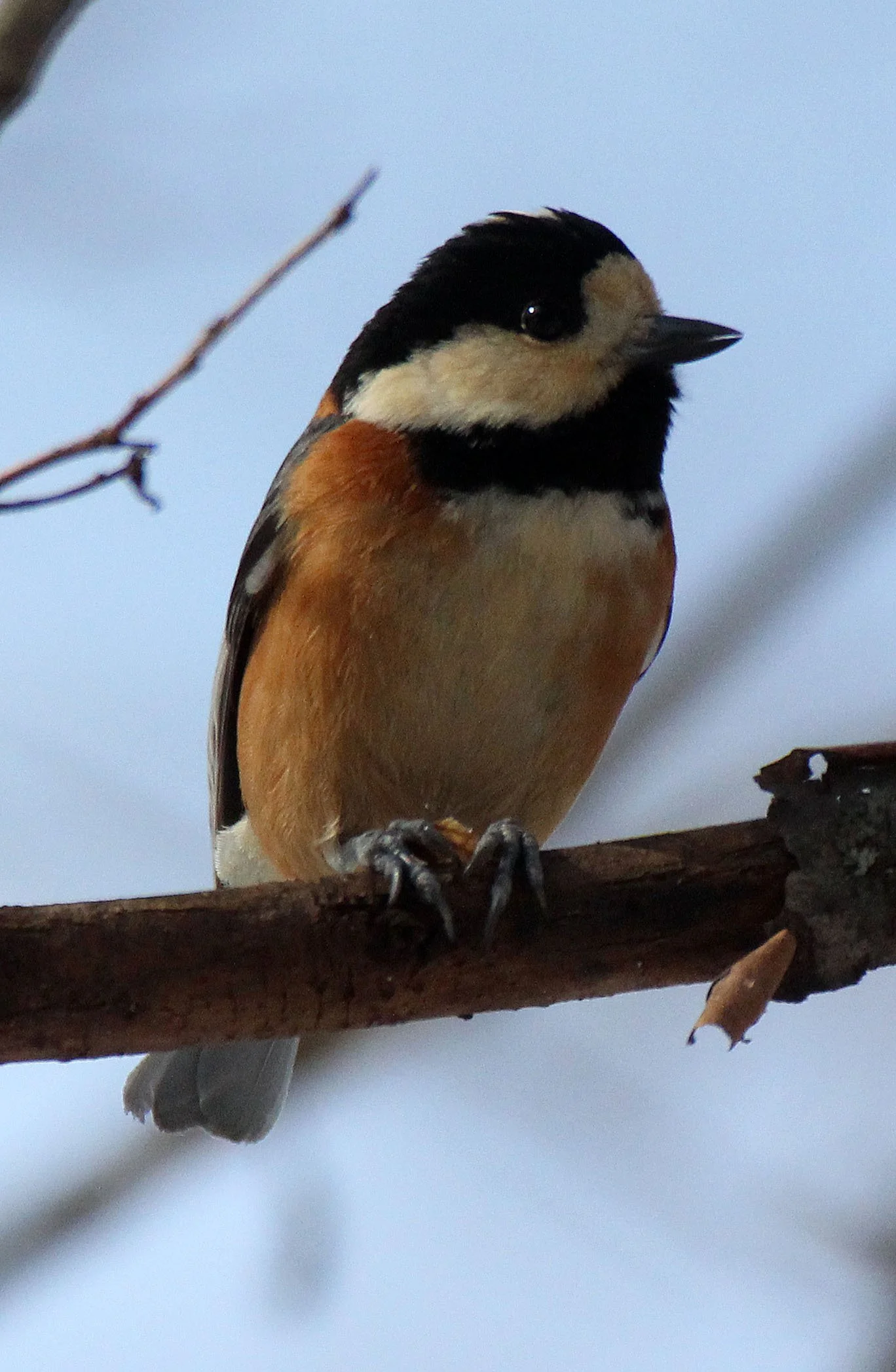 Varied Tit (Sittiparus varia) Kinohiroba Park, Abashiri Hokkaido, Japan (3).JPG