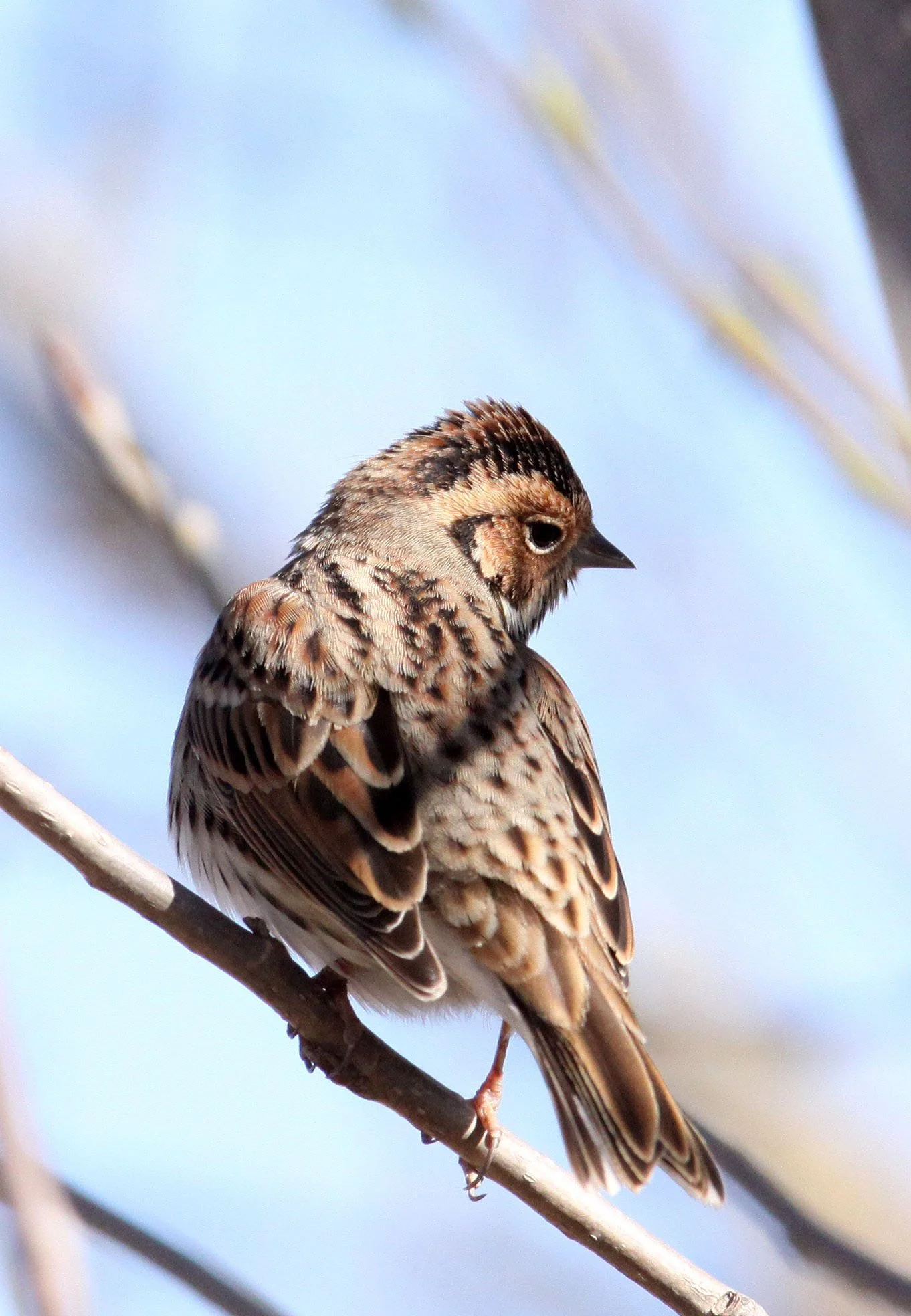 Little Bunting (Emberiza pusilla) Cao Hai Wetlands Yunnan China (1).JPG