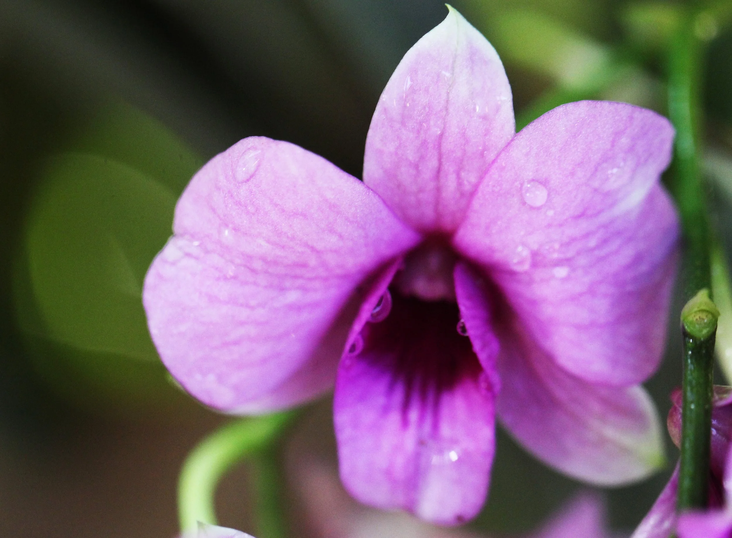 2015 Bangkok Sunset, Orchids and Misc (8).JPG