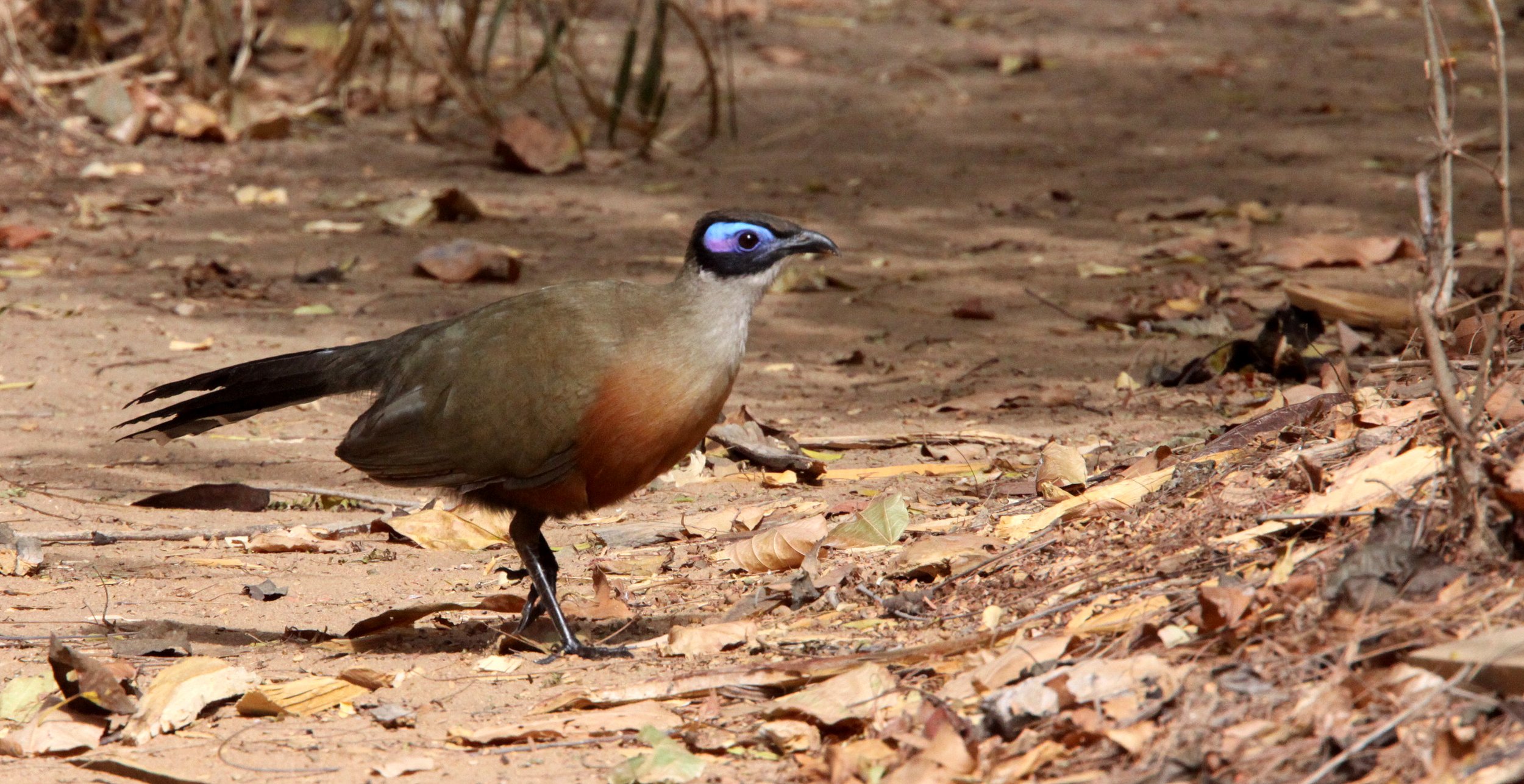 Giant Coua (Coua gigas) Kirindy NP Madagascar (10).JPG