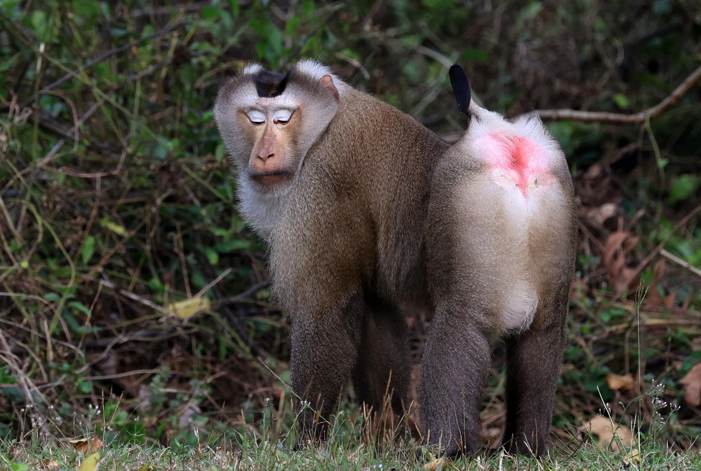 Northern Pig-tailed Macaque (Macaca leonina) Khao Yai National Park Feb 2026 Day 3 (10).jpg