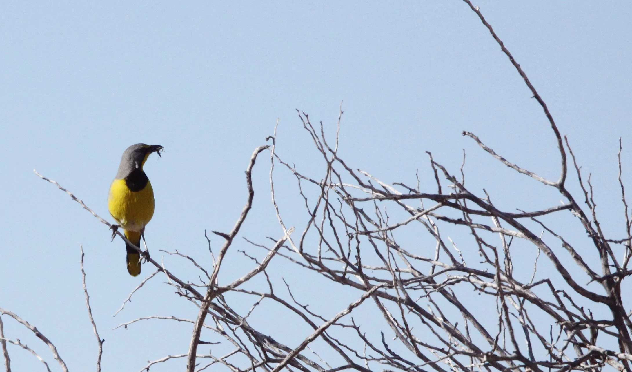 BIRD - BOKMAKIERIE - AUGRABIES FALLS SOUTH AFRICA (6).JPG