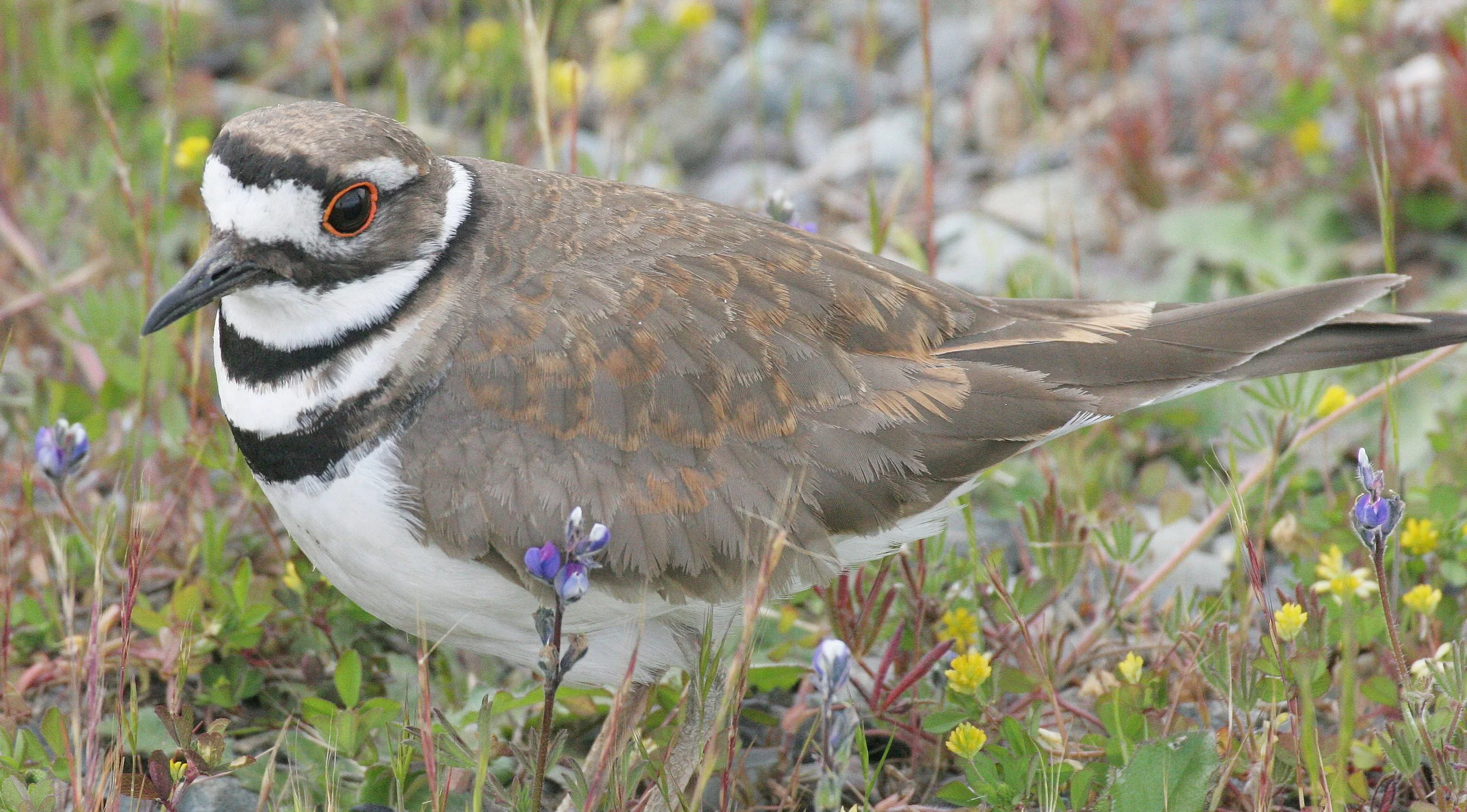 BIRD - KILLDEER - SEQUIM WA (17).JPG