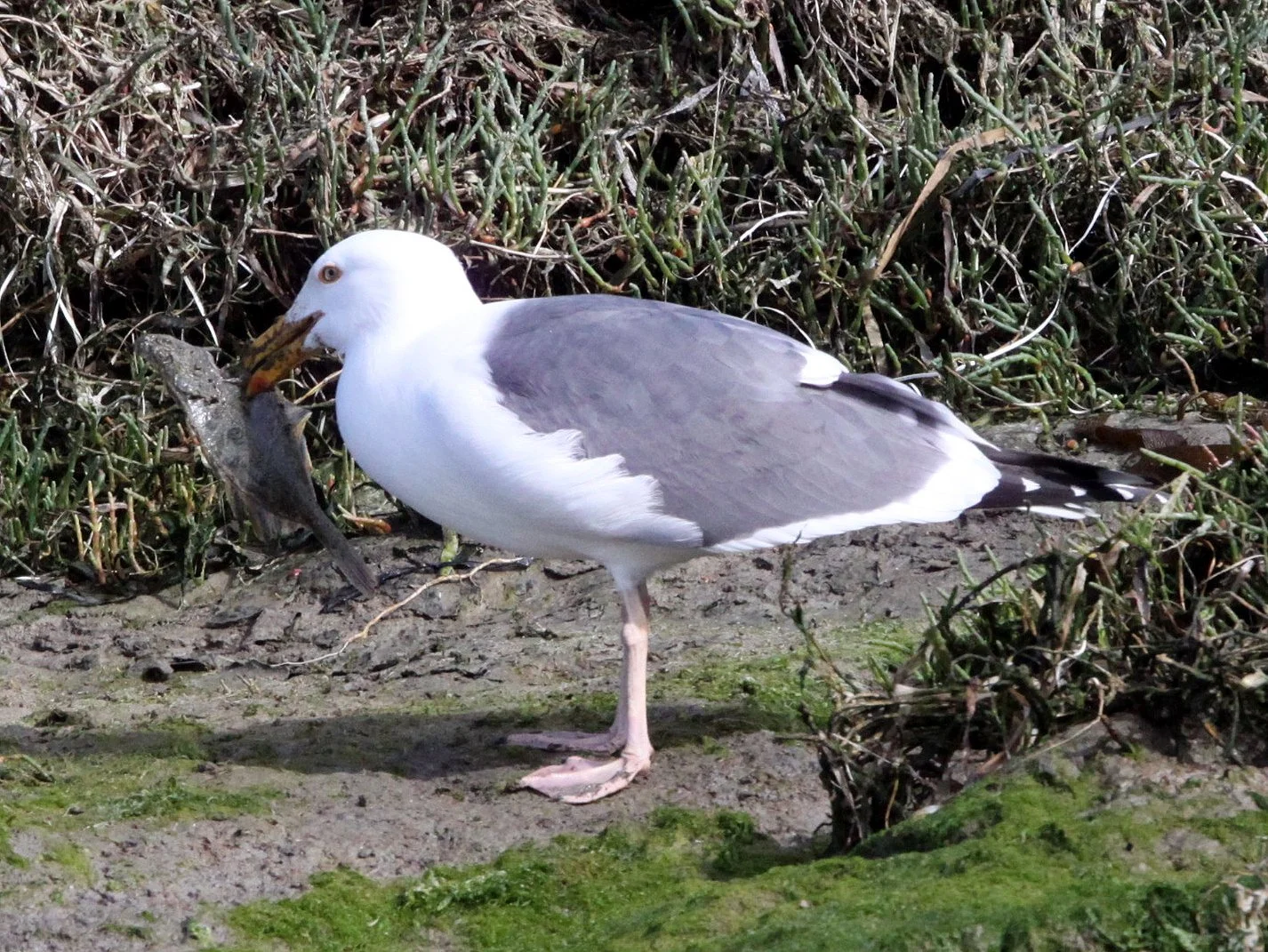 BIRD - GULL - WESTERN GULL - ELKHORN SLOUGH CALIFORNIA (5).JPG