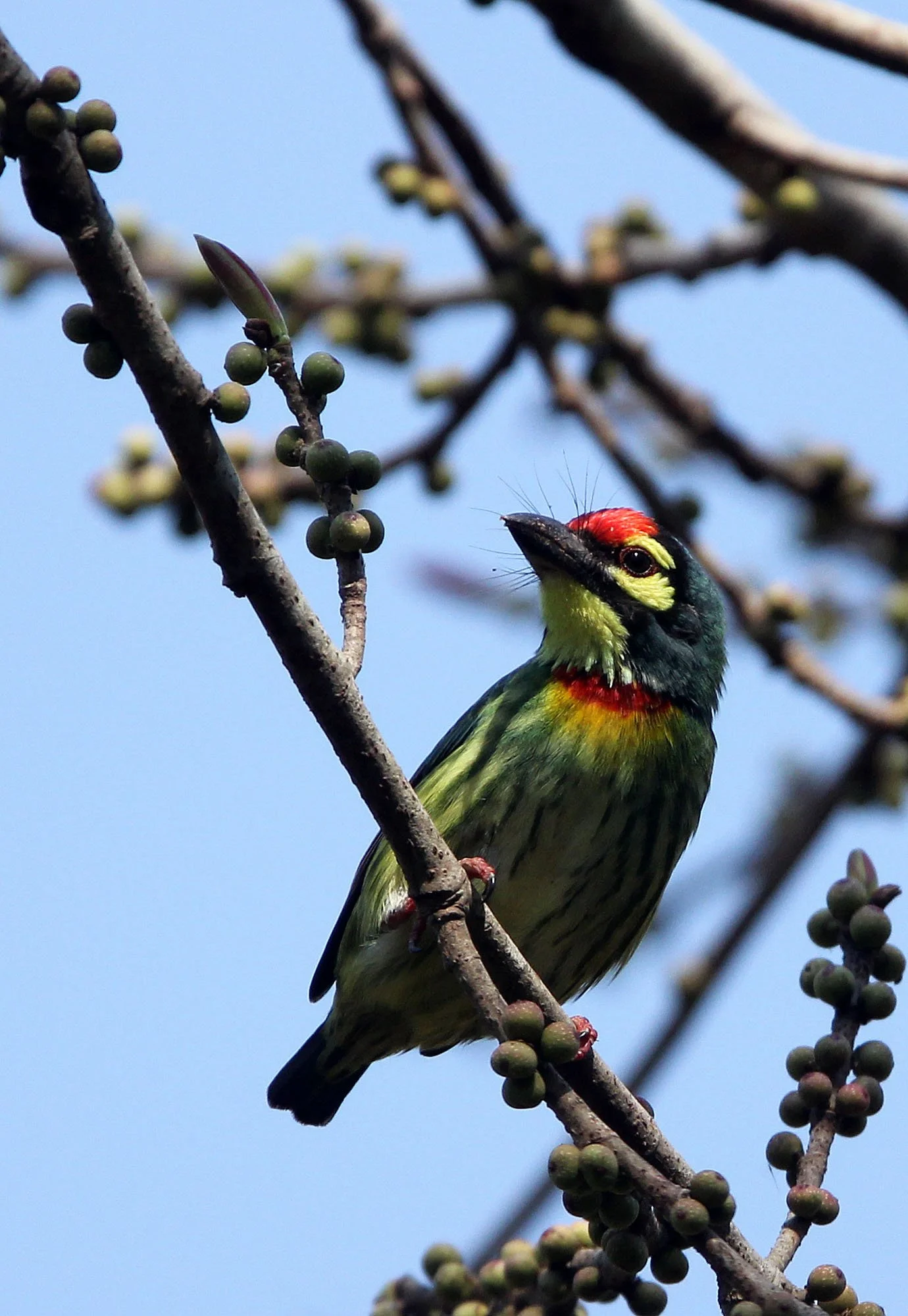 BARBET - COPPERSMITH BARBET - Megalaima haemacephala - HUAI KHA KHAENG NATURE RESERVE - HEADQUARTERS - THAILAND (20).JPG