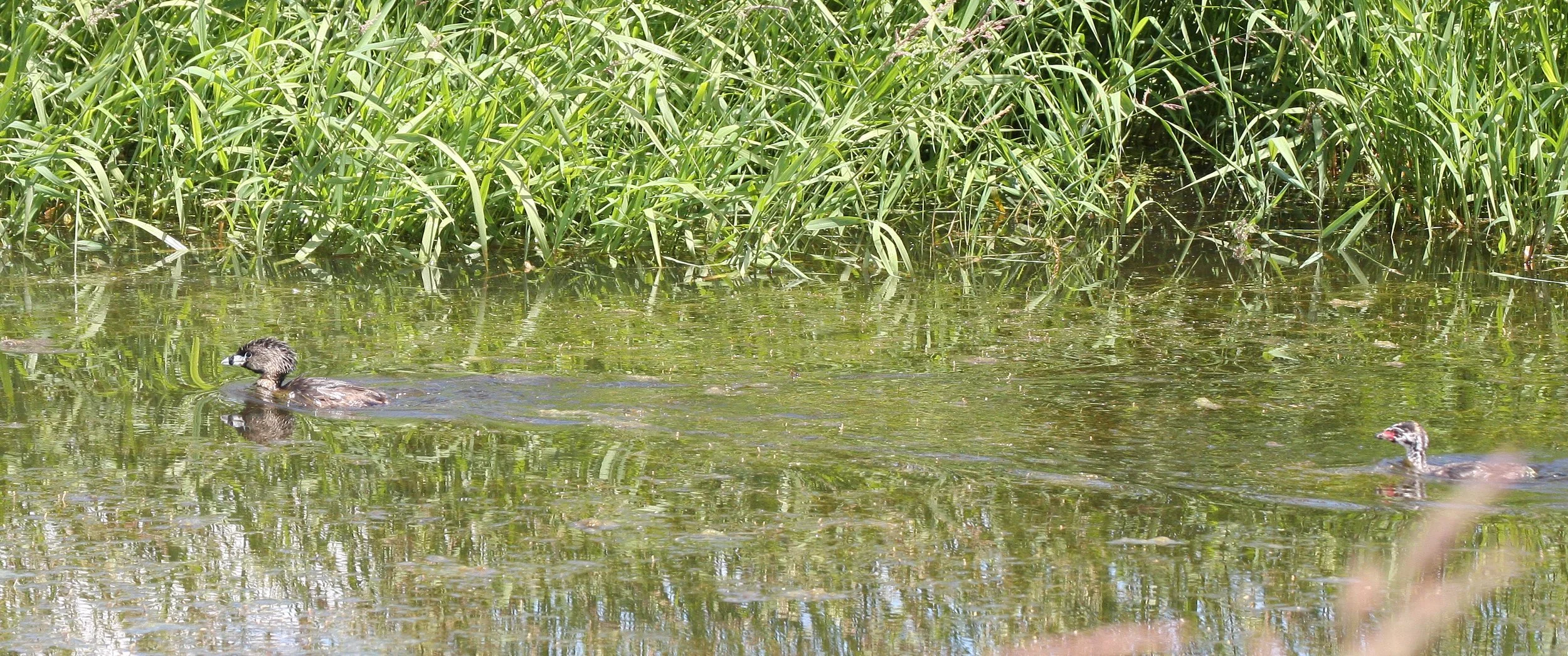Pied-billed Grebe (Podilymbus podiceps) Ridgefield NWR Washington (20).JPG