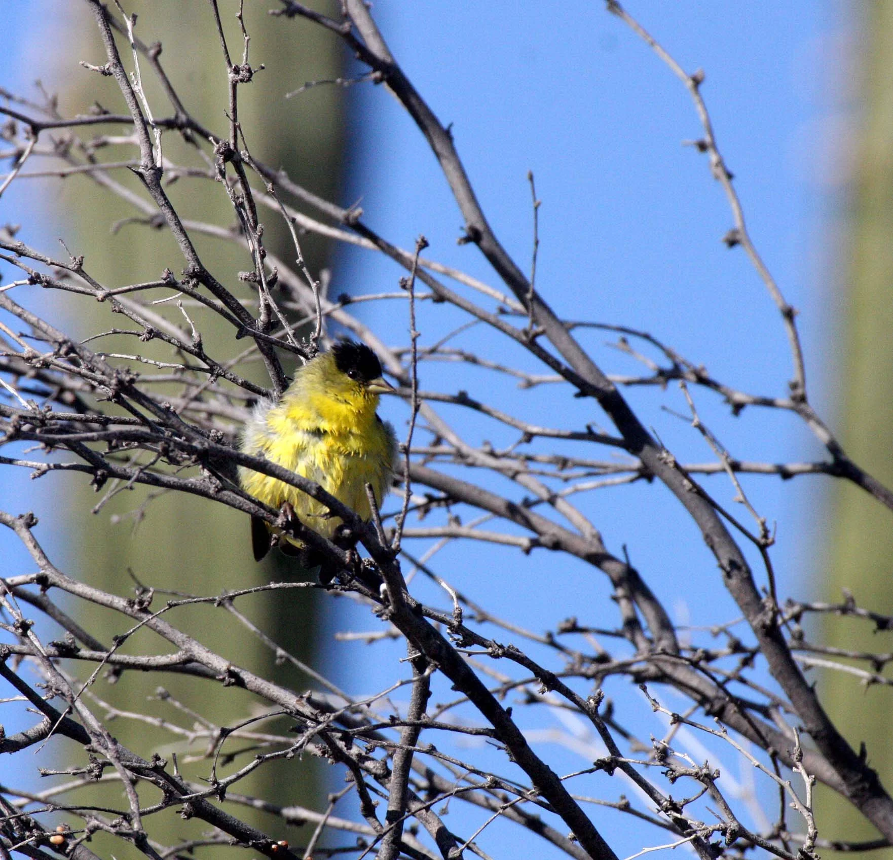 Lesser Goldfinch (Spinus psaltria) Catavina Desert, Baja Mexico (6).JPG