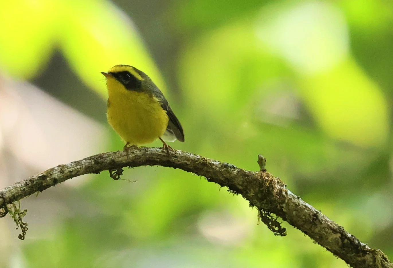 FANTAIL - YELLOW-BELLIED FAIRY-FANTAIL - Chelidorhynx hypoxanthus - DOI PHA HOM POK NP DOI LANG EAST FEB 2022 (38).jpg