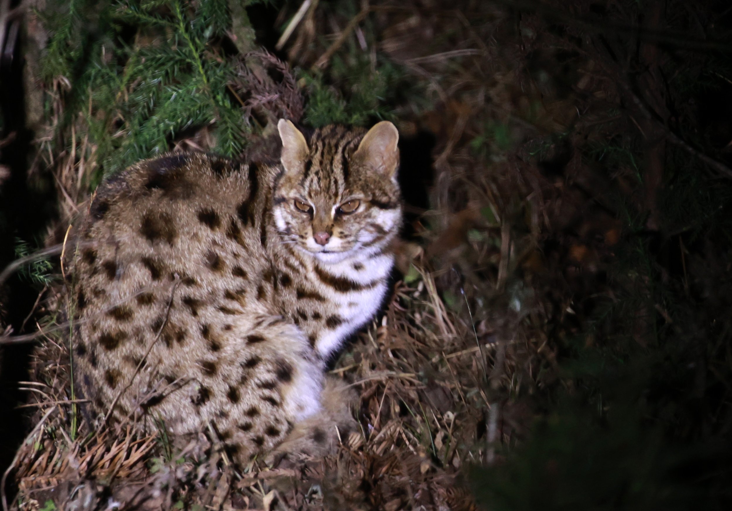 Mainland Leopard Cat (Prionailurus bengalensis) Tangjiahe National Nature Reserve, Sichuan China (13).jpg