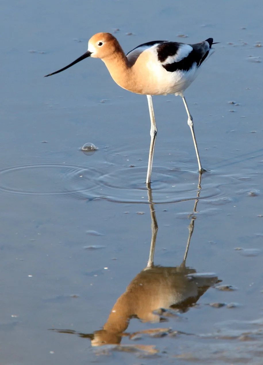 BIRD - AVOCET - AMERICAN AVOCET - SAN JOAQUIN WILDLIFE REFUGE IRVINE CALIFORNIA (4).JPG