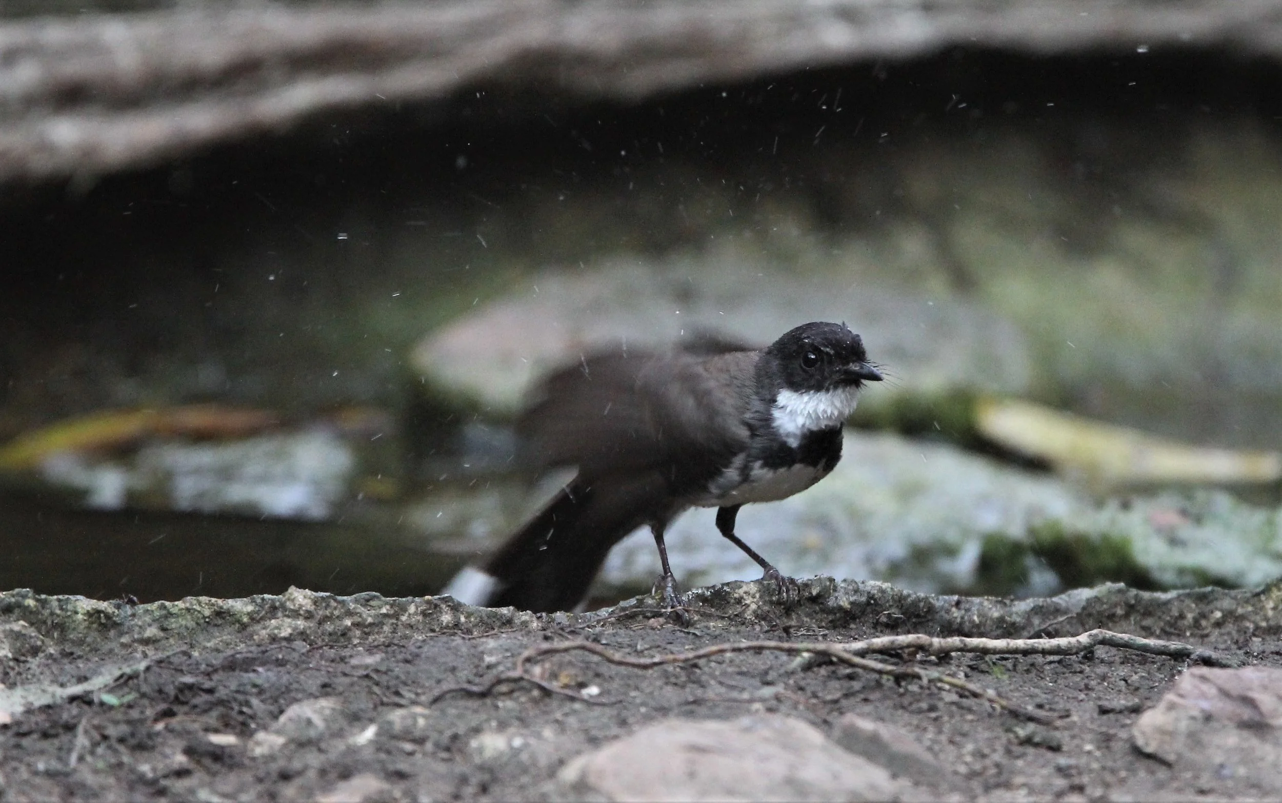 FANTAIL - PIED FANTAIL -Rhipidura javanica - KAENG KRACHAN (2).jpg