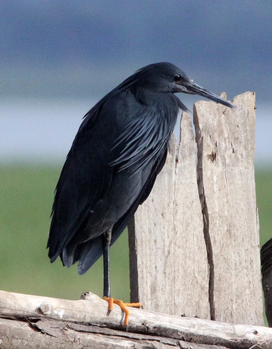 HERON - BLACK HERON - Egretta ardesiaca - LAKE AWASSA ETHIOPIA (14).JPG