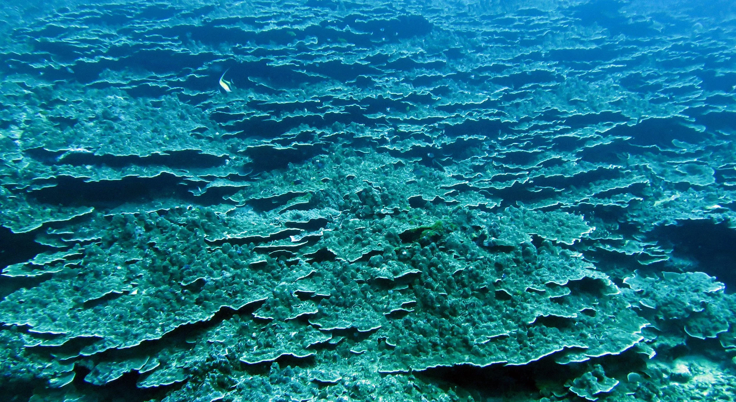 2014 Similan Islands Marine Park Thailand ISB Dive Trip (47).JPG