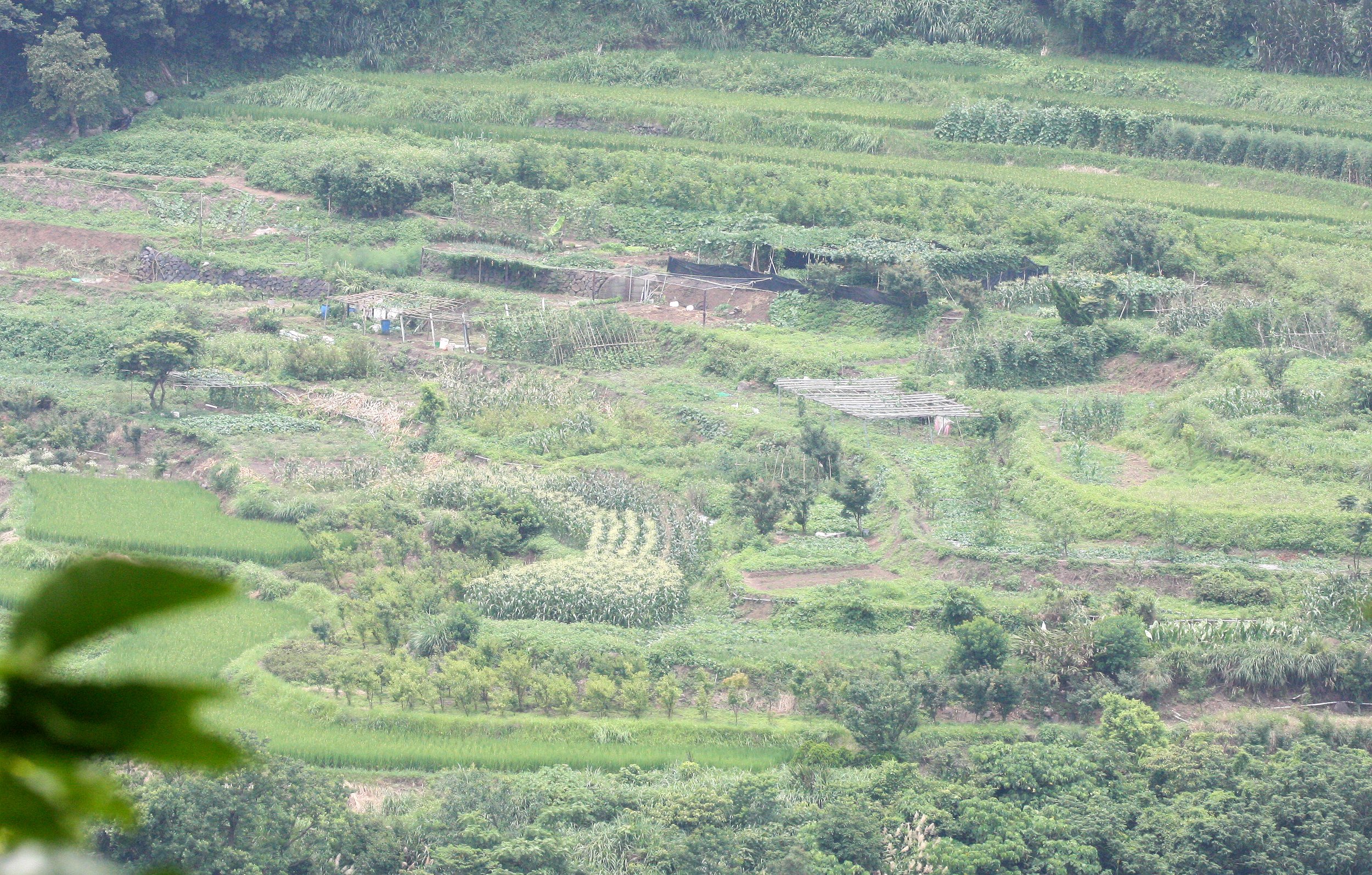TAIPEI - MACAQUE TRAIL - LOOKING FOR FORMOSAN MACAQUE (7).JPG