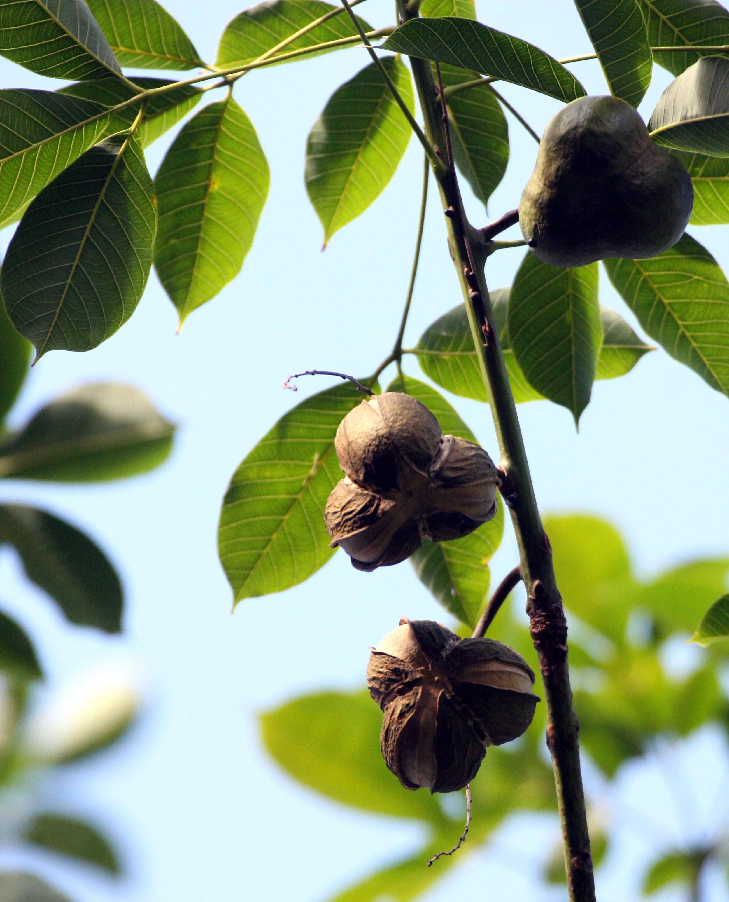 KOH LANTA - 2008 - RUBBER TREES ON PROPERTY  (2).JPG