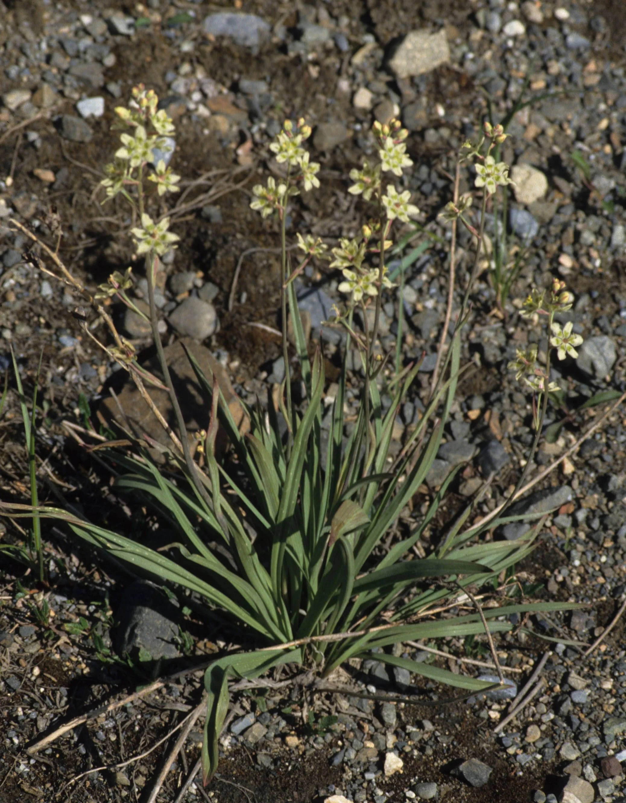 ALASKA - ZYGADENUS ELEGANS - CAMAS WAND LILY.jpg