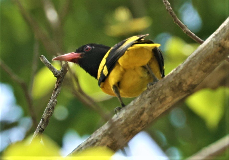 Black-hooded Oriole (Oriolus xanthornus) Huai Kha Khaeng Wildlife Sanctuary Thailand (1).jpg