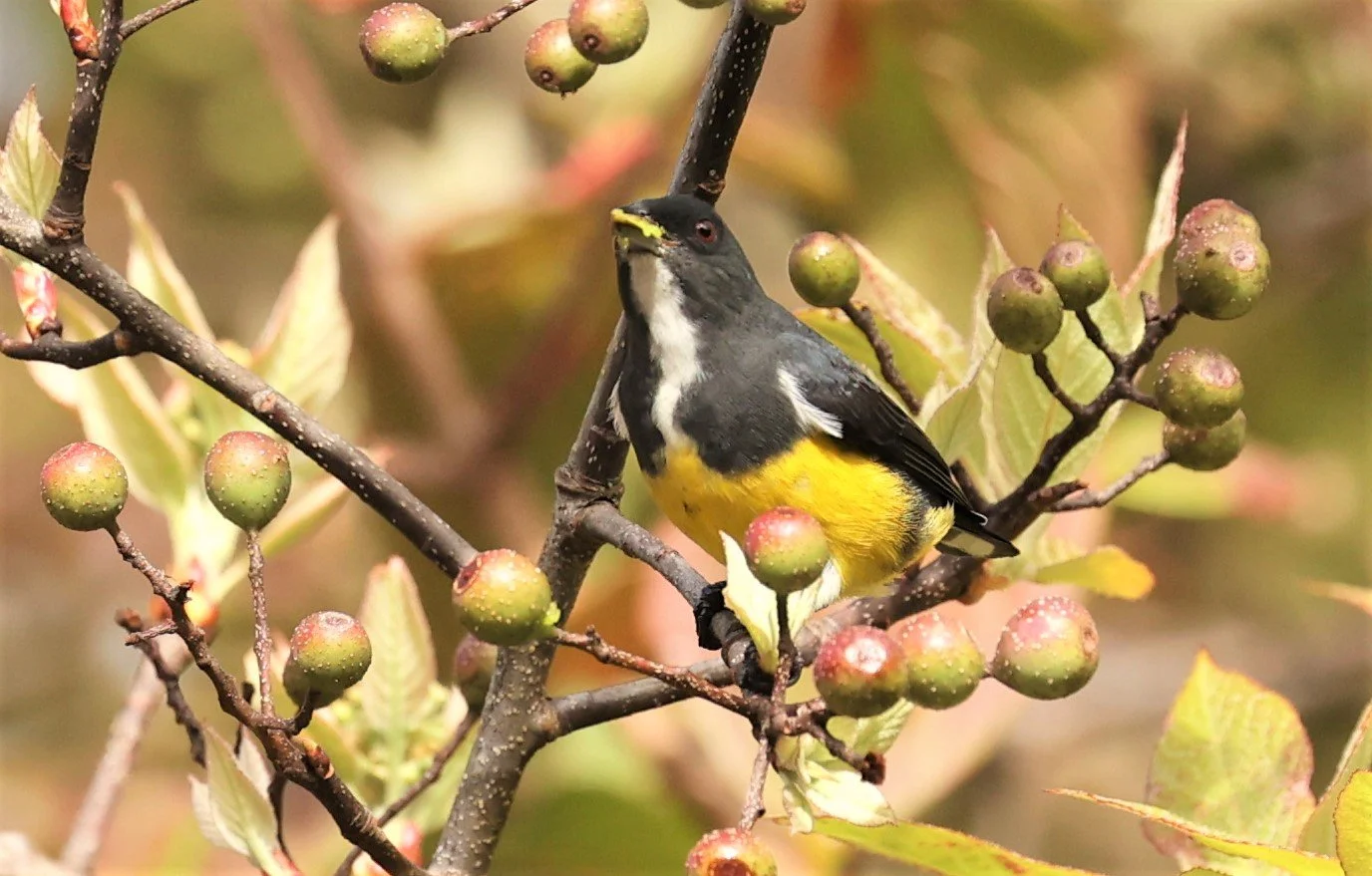 FLOWERPECKER - YELLOW-BELLIED FLOWERPECKER - Dicaeum melanozanthum - DOI INTHANON NP CHIANG MAI, DEC 2021 (39).jpg