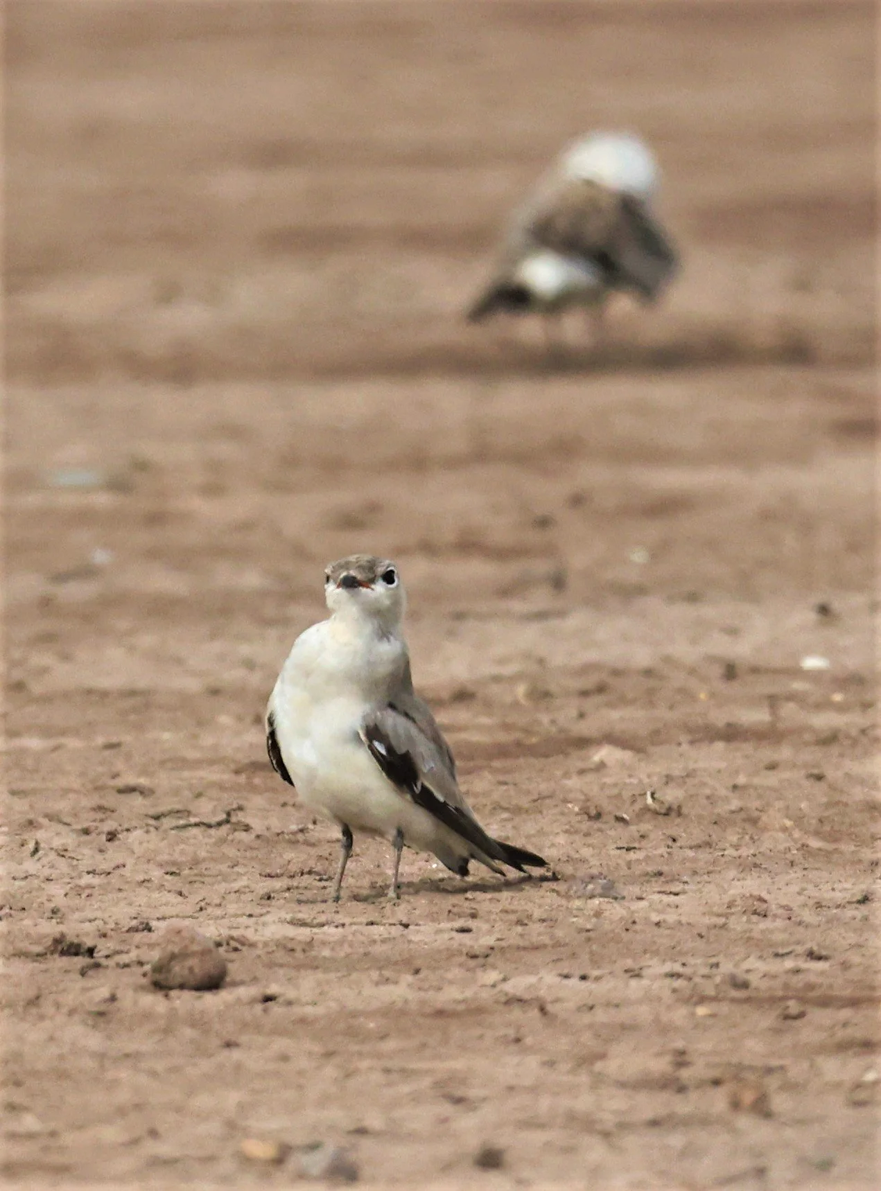 PRATINCOLE - SMALL PRATINCOLE - Glareola lactea - BANG KHAEM NAKHON PATHOM JUNE 3 2022 (60).jpg
