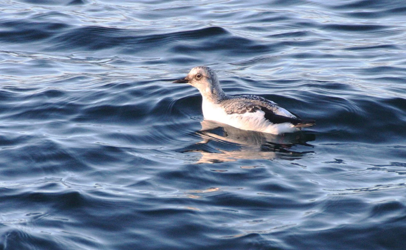 Cepphus columba adiantus - PIGEON GUILLEMOT - ADULT NON-BREEDING - PA HARBOR WA (3).JPG