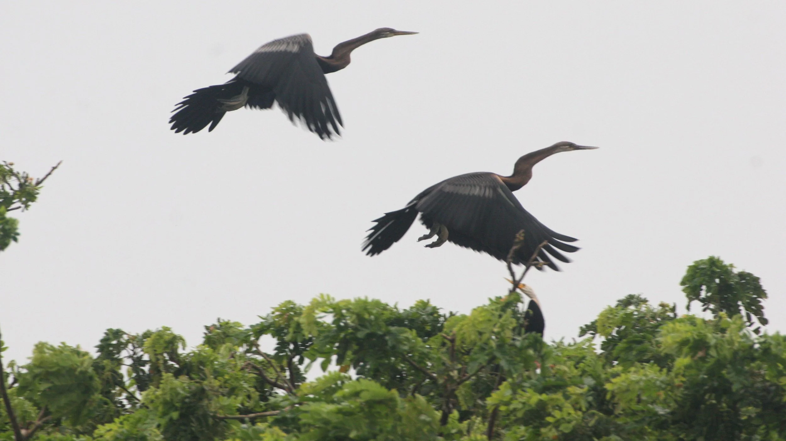 DARTER - Anhinga melanogaster - BUENG BORAPHET THAILAND (6).JPG
