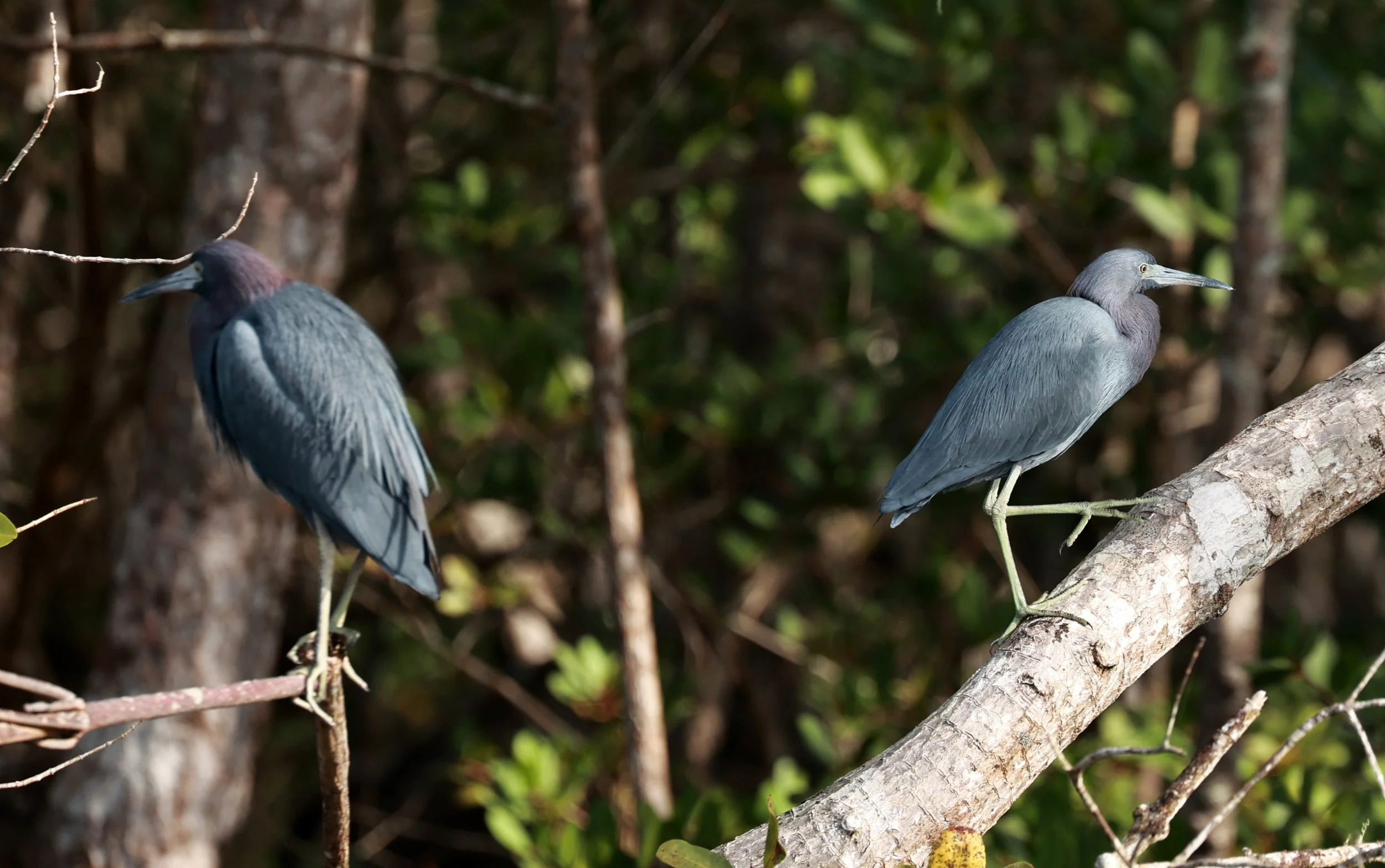 Little Blue Heron (Egretta caerulea) Superagüi National Park, Brazil (15).jpg