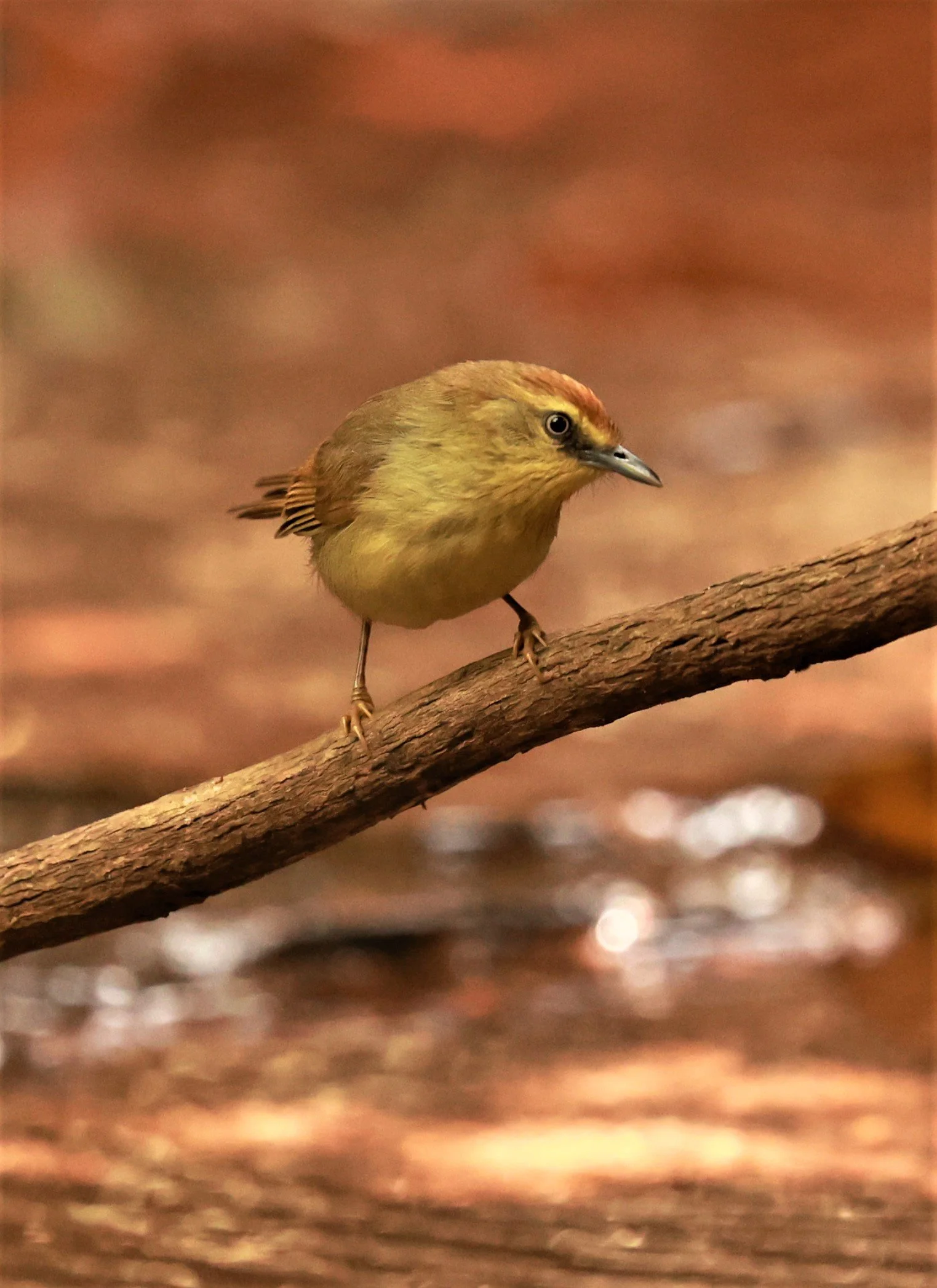 TIT-BABBLER - PIN-STRIPED TIT-BABBLER - Mixornis gularis - PHU SUAN SAI NATIONAL PARK LOEI PROVINCE (7).jpg