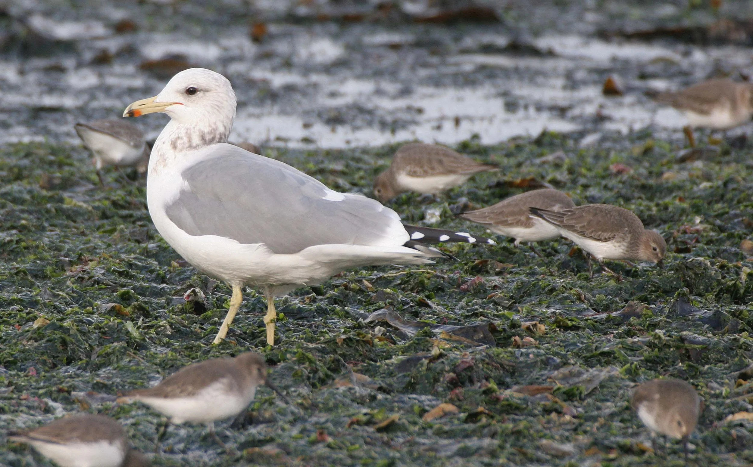 BIRD - GULL - CALIFORNIA - THREE CRABS (6).jpg