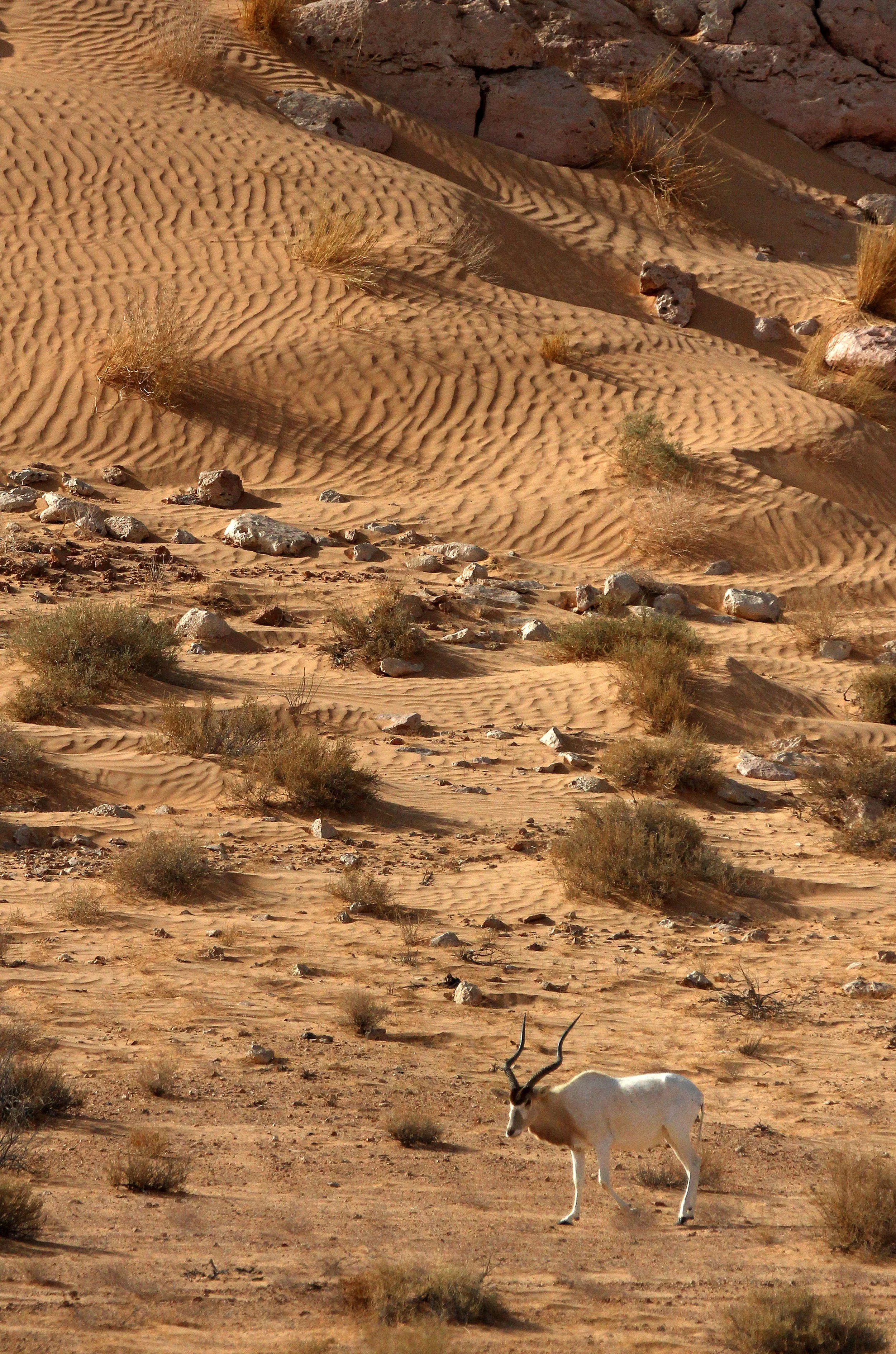 ADDAX - Addax nasomaculatus - JEBIL NATIONAL PARK TUNISIA (159).JPG