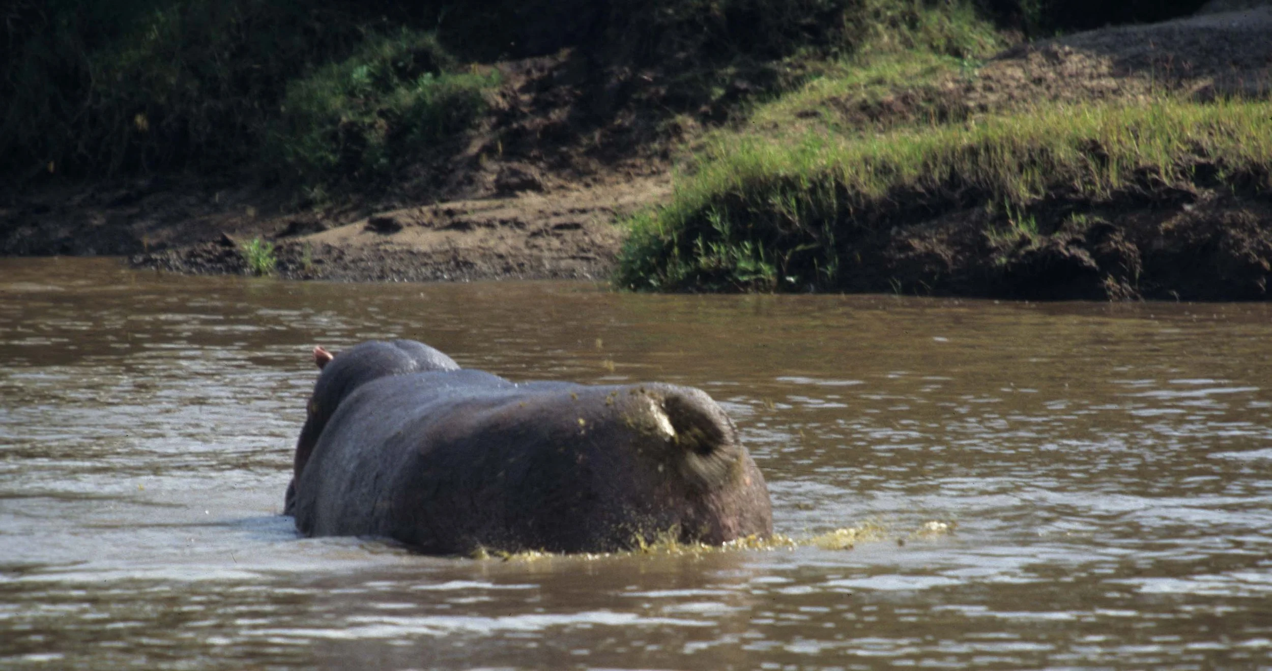 HIPPO- SERENGETI POOPER 6.jpg