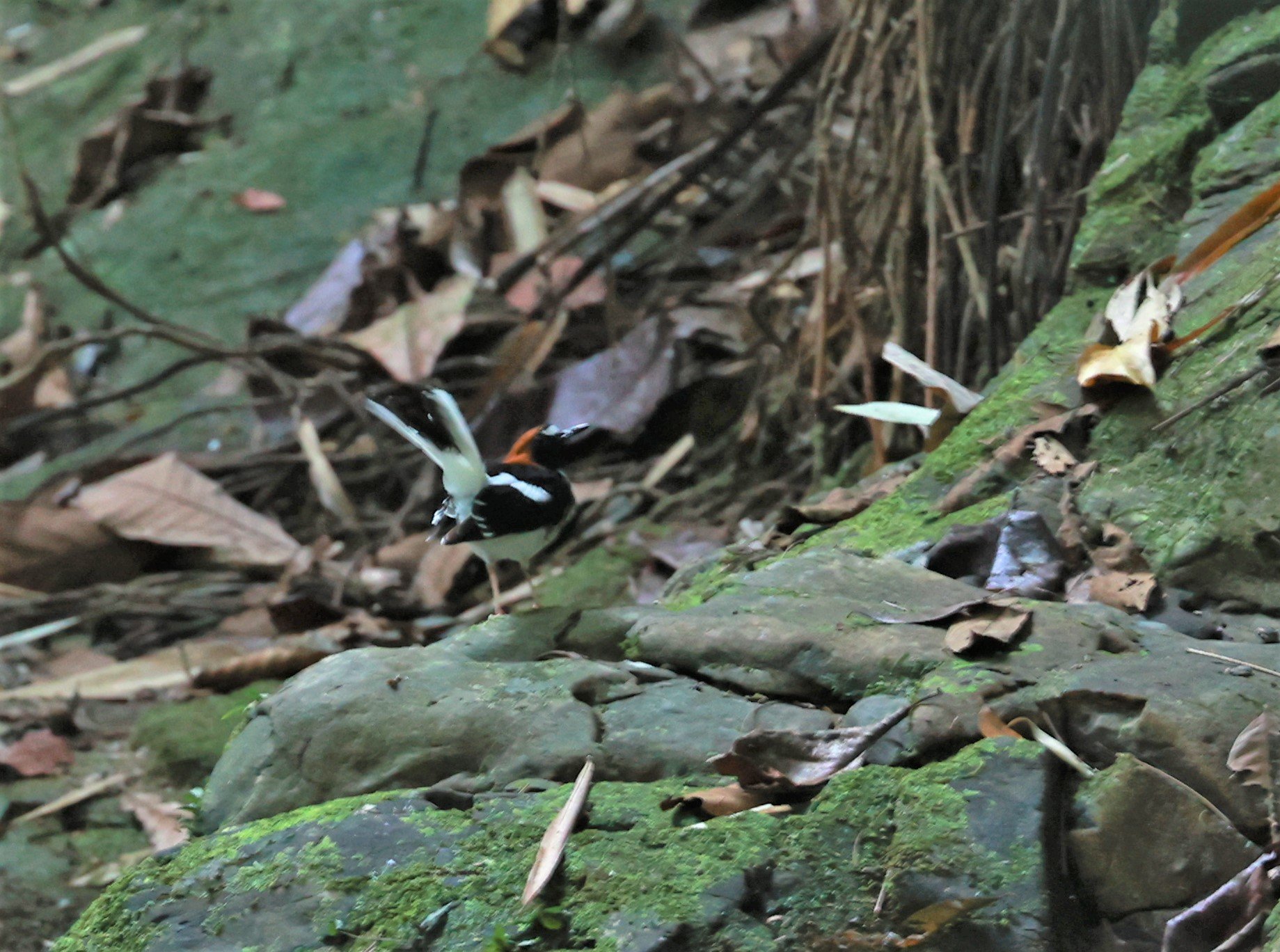 FORKTAIL - Chestnut-naped Forktail - Enicurus ruficapillus - Si Phang Nga National Park, Thailand Feb 18-19, 2023 (4).jpg