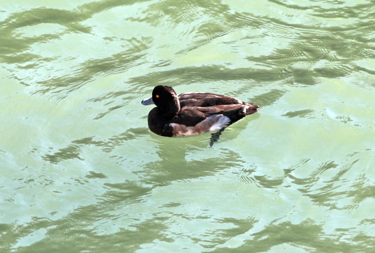 Tufted Duck (Aythya fuligula) Sogi Waterfalls & Canyon, Kagoshima Japan (12).jpg