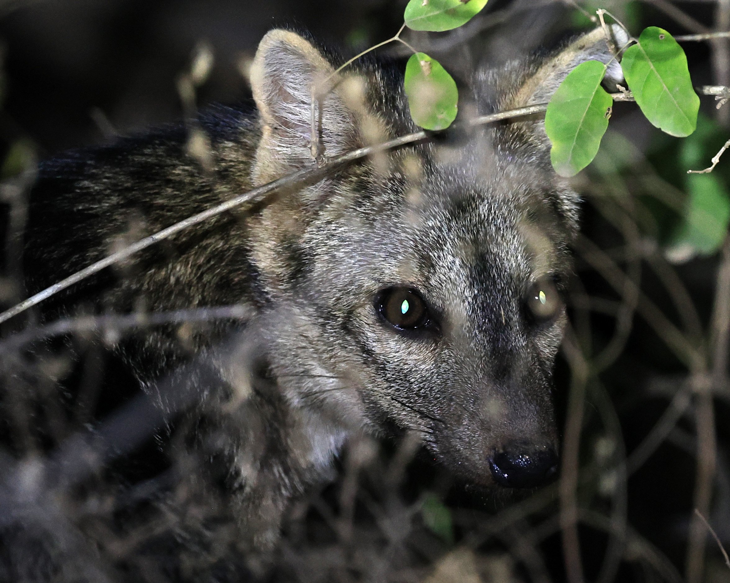 Crab-eating Fox (Cerdocyon thous) Agua Dulce Paraguay (69).jpg