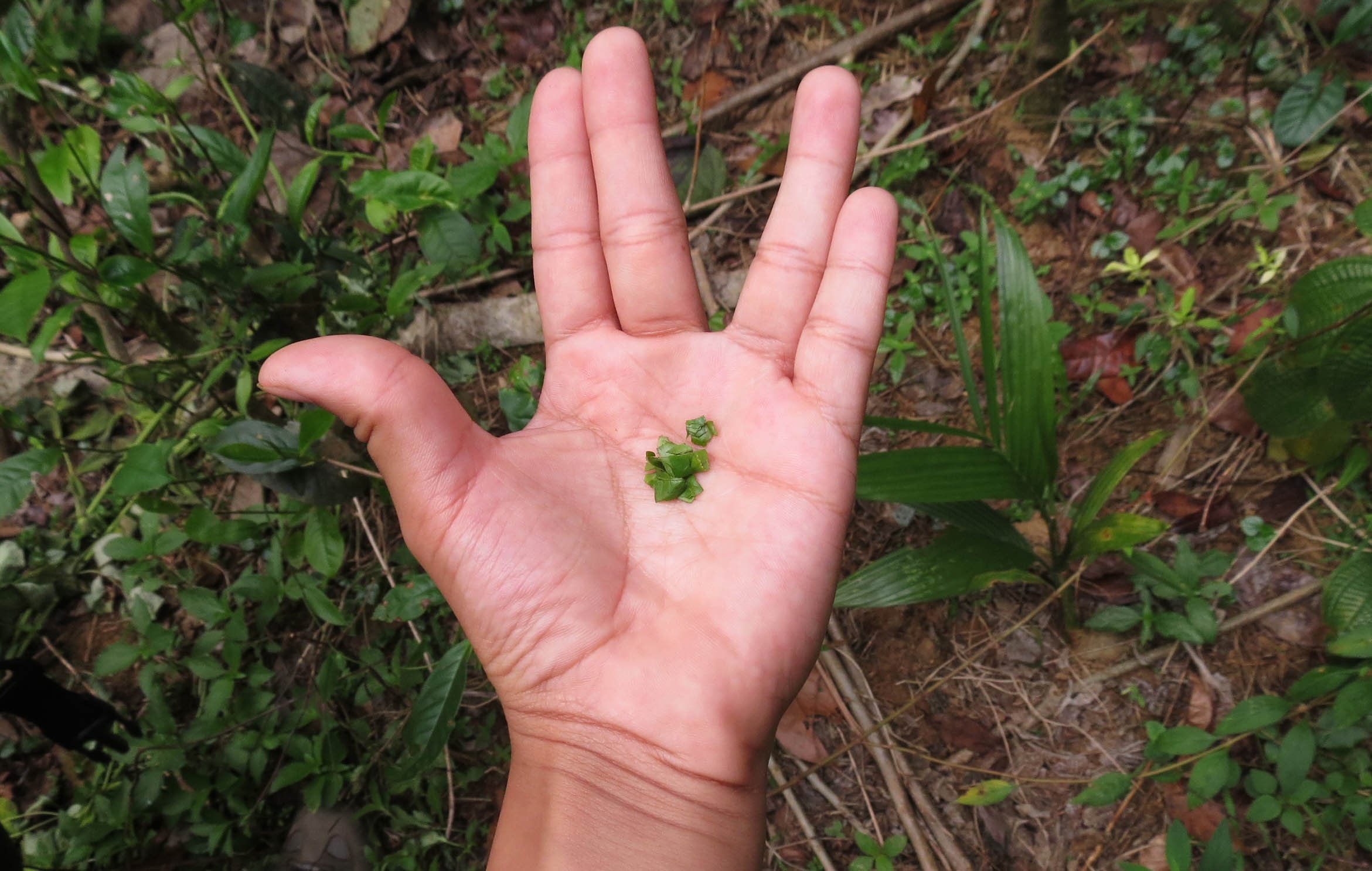 KITULGALA FOREST PRESERVE SRI LANKA (21).JPG