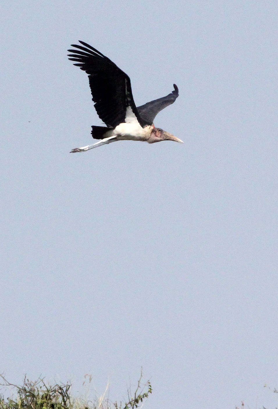 STORK - MARABOU STORK - Leptoptilos crumenifer - QUEEN ELIZABETH NATIONAL PARK UGANDA (5).JPG