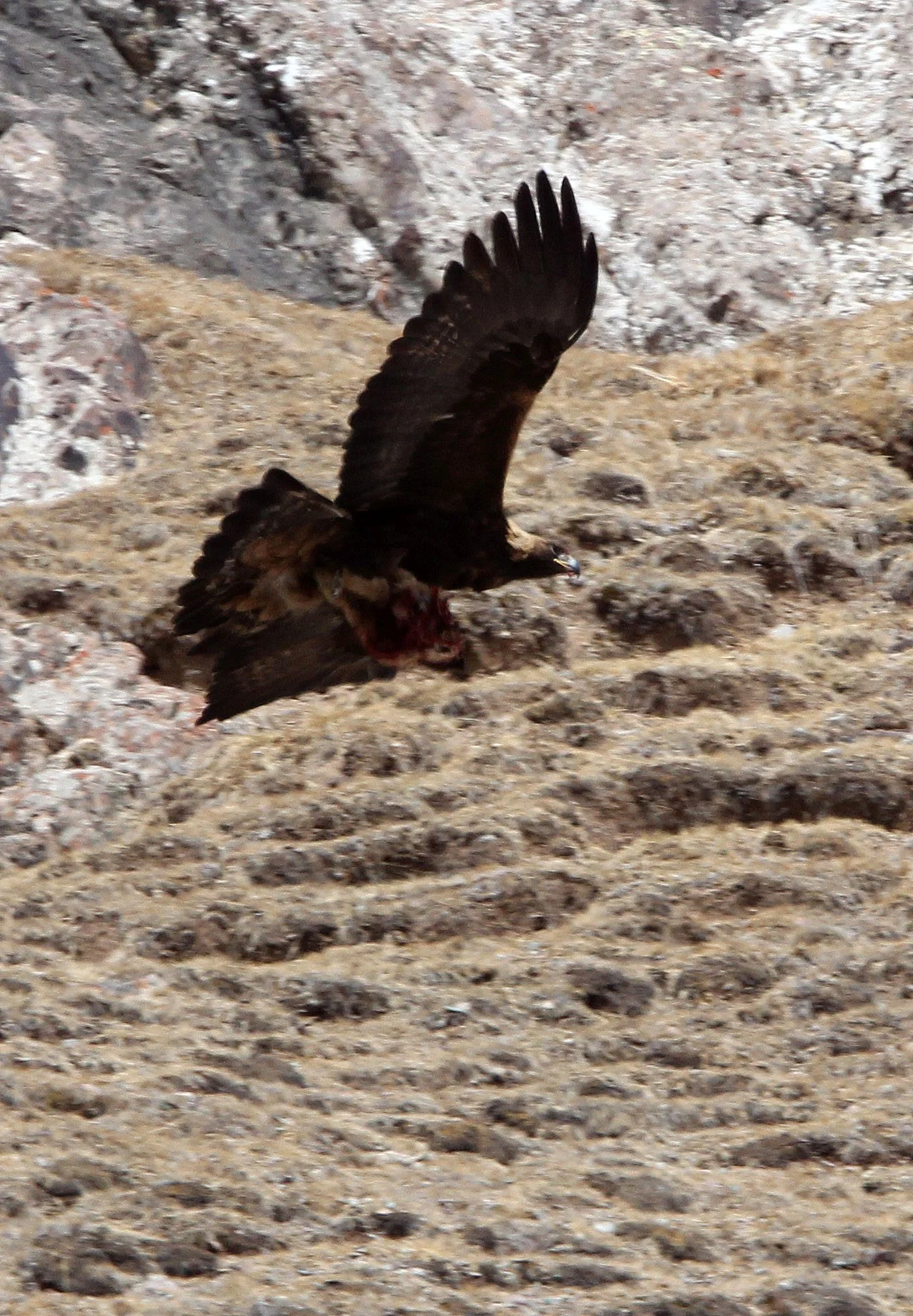 Aquila chrysaetos daphanea - HIMALAYAN (ASIAN) GOLDEN EAGLE - TIANSHAN MOUNTAINS XINJIANG CHINA (6).JPG