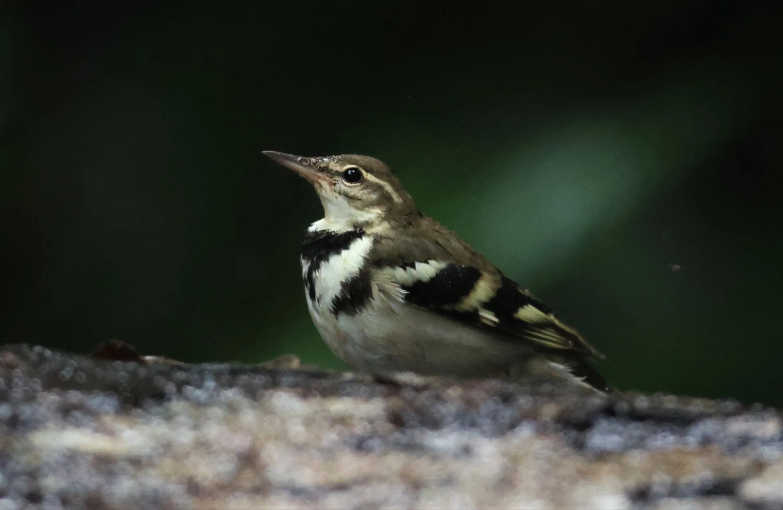 FOREST WAGTAIL - Dendronanthus indicus -KAENG KRACHAN NATIONAL PARK 16 OCT 2021 (110).jpg