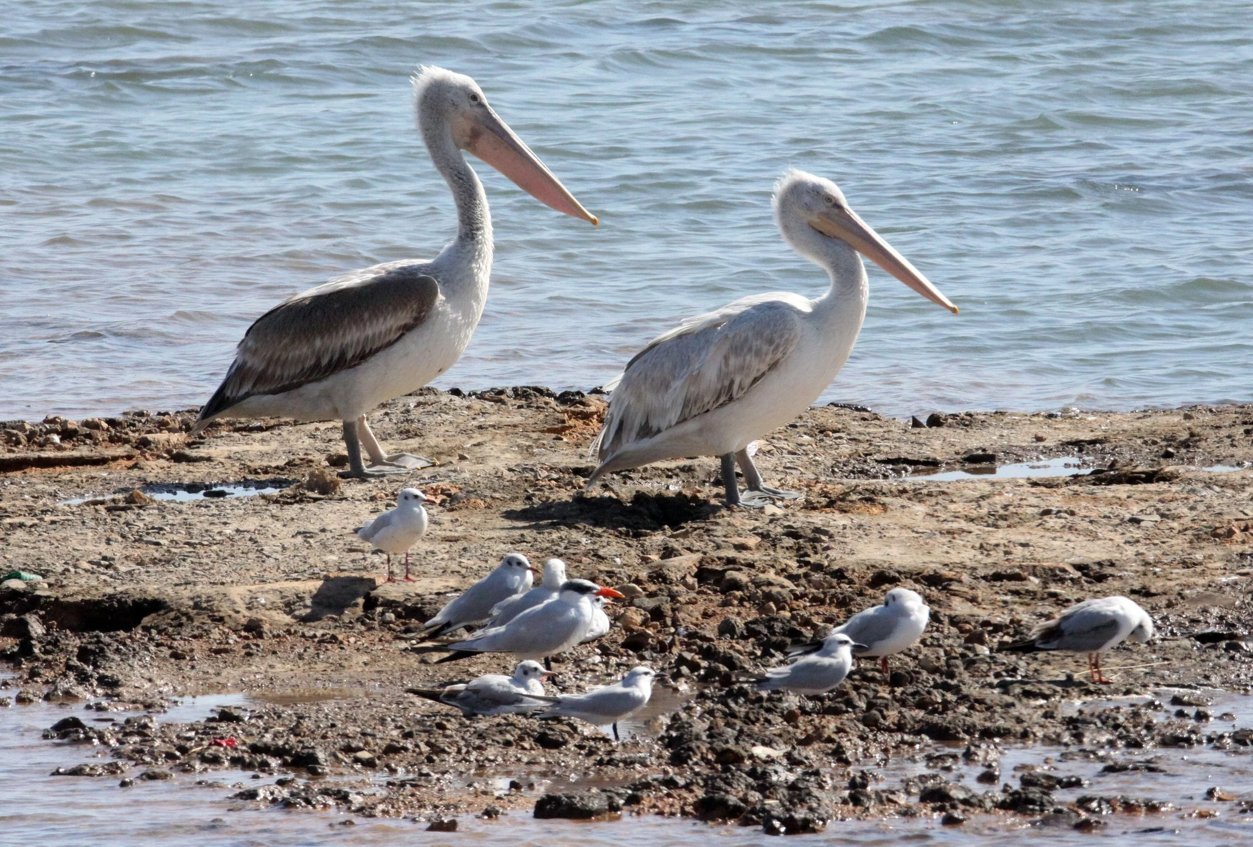 Pelecanus crispus - DALMATIAN PELICAN - SOMCHAT GUJARAT INDIA (4).JPG